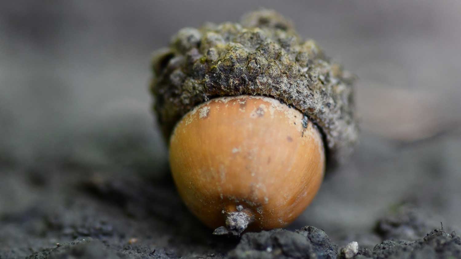 A closeup of an acorn with a cap on the ground.