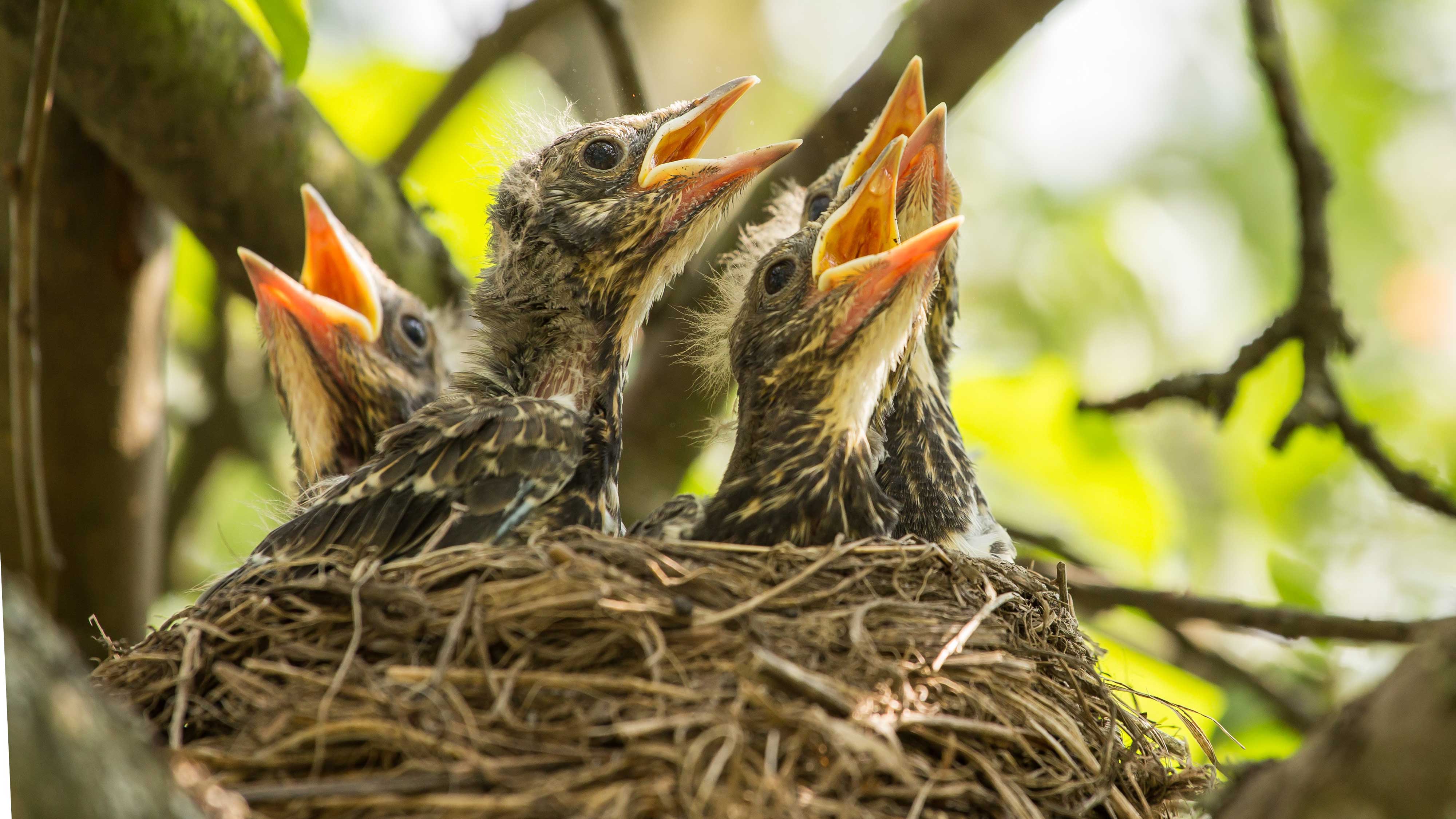 Baby birds in a nest.