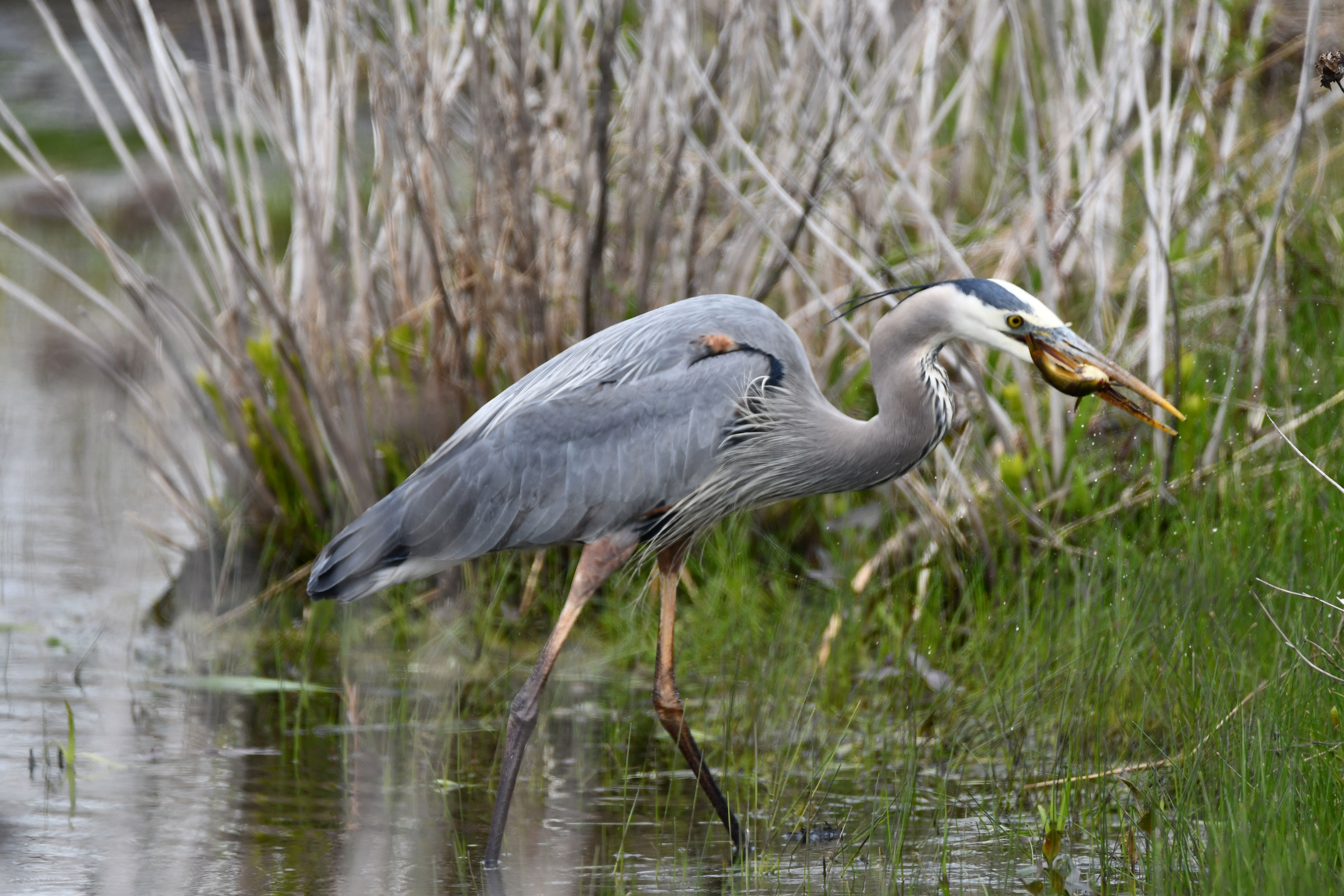A great blue heron wading through shallow water with a fish in its mouth. Tall grasses are visible in the background..