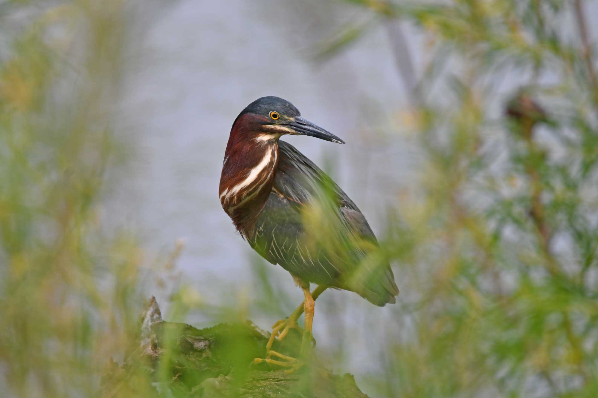 Green heron standing on a log in the water with vegetation in the foreground.