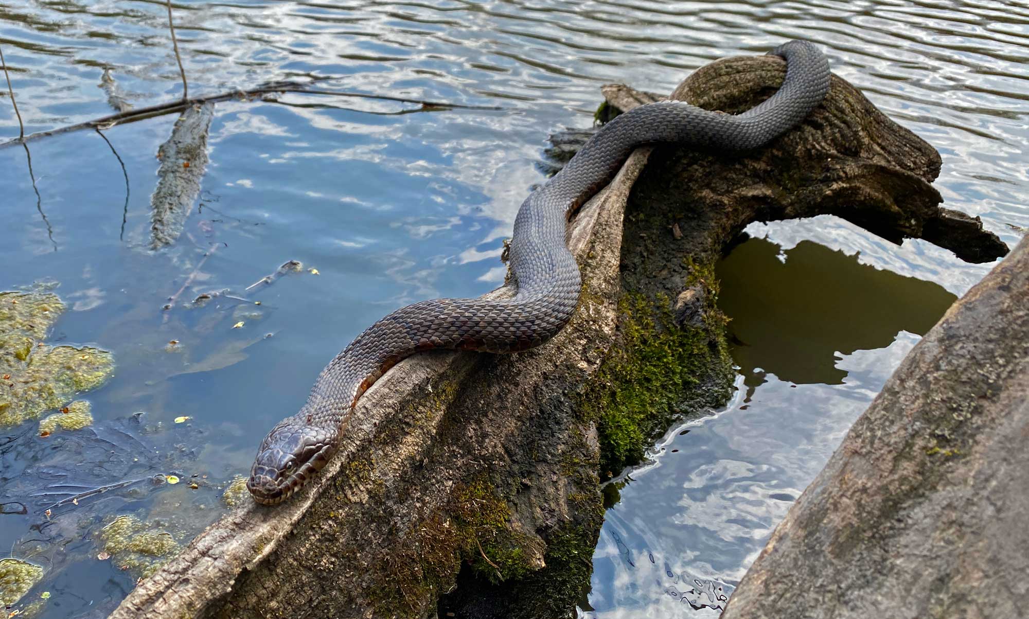 Northern water snake resting on a fallen tree with water in the background.