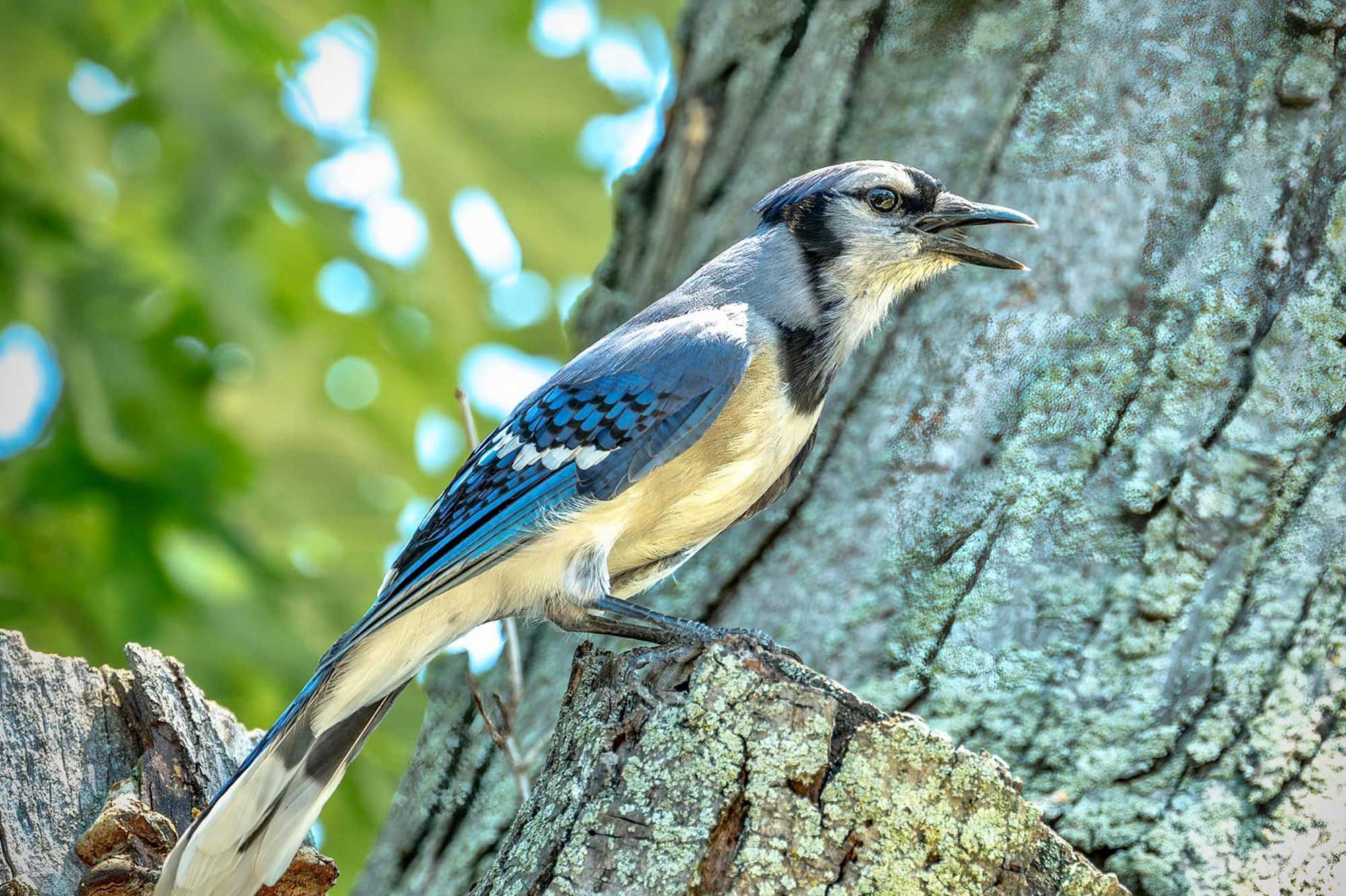 Blue jay perched in a tree with leaves in the background.