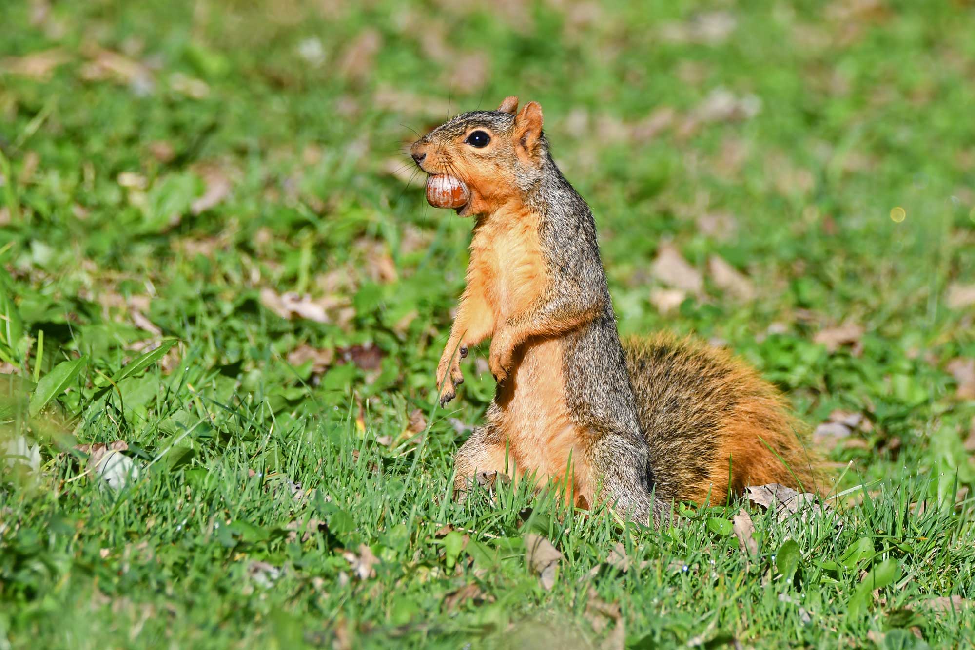 Squirrel standing on hind legs in grass with food in its mouth.