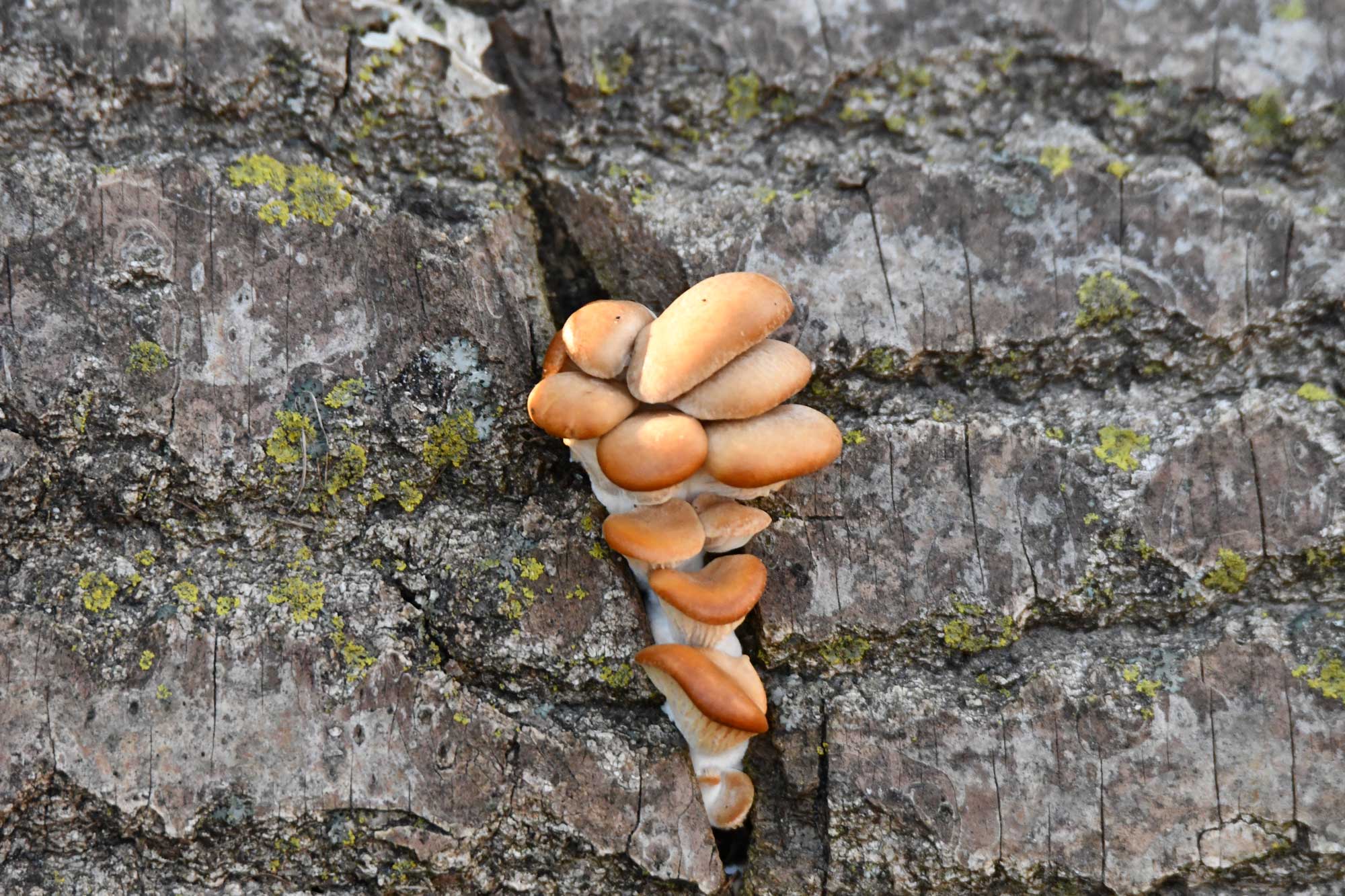 Honey mushroom growing out of the side of a fallen tree.