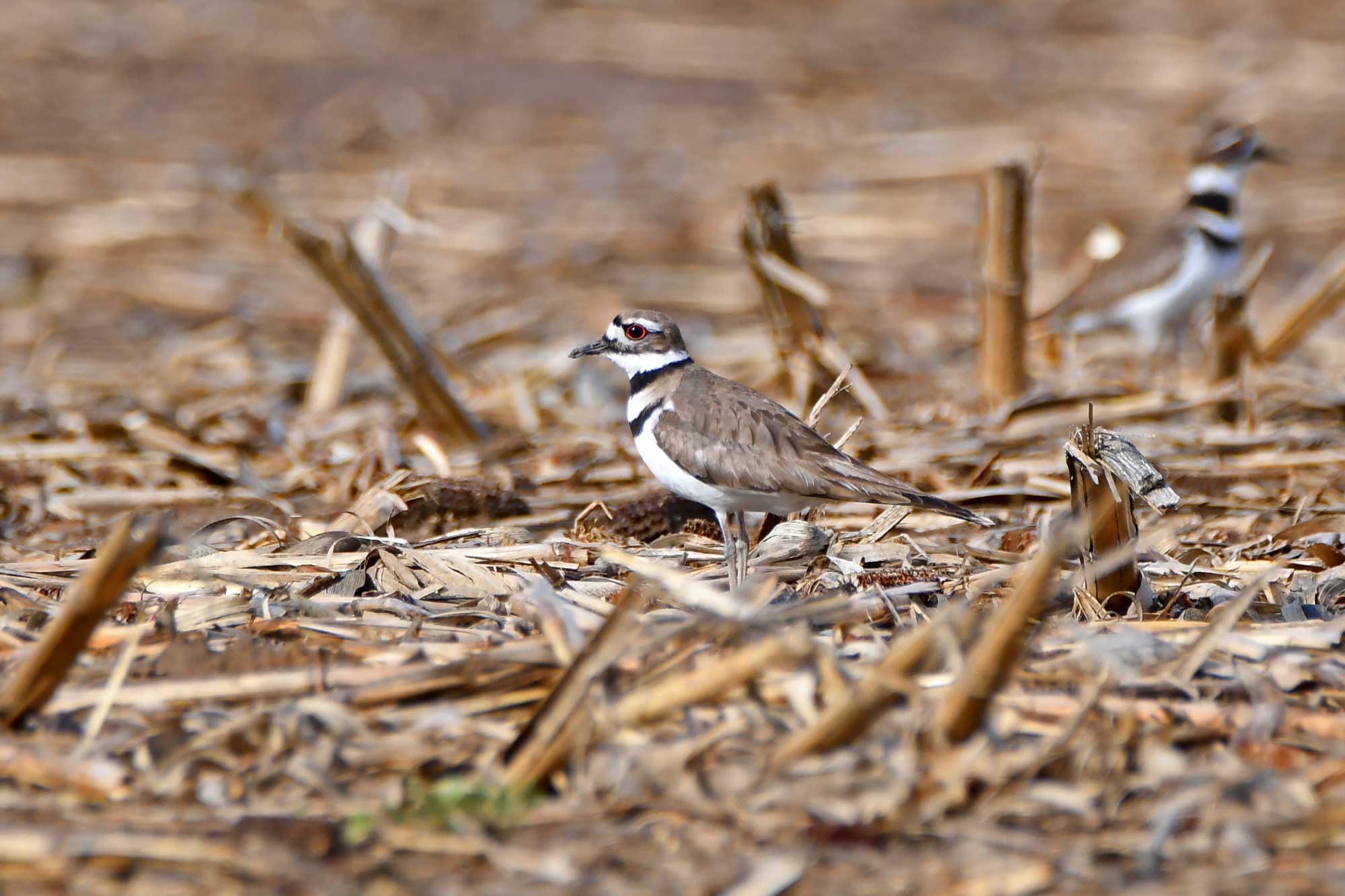 Killdeer standing in a field of vegetation.
