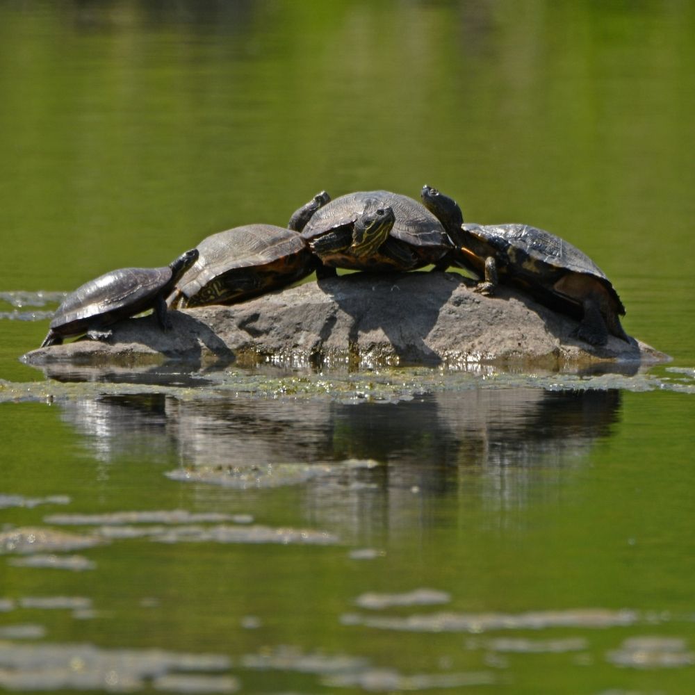 Several turtles bask together on a sunlit rock in the middle of a calm pond. Their reflections shimmer in the green water, creating a peaceful wildlife scene in a natural wetland setting.