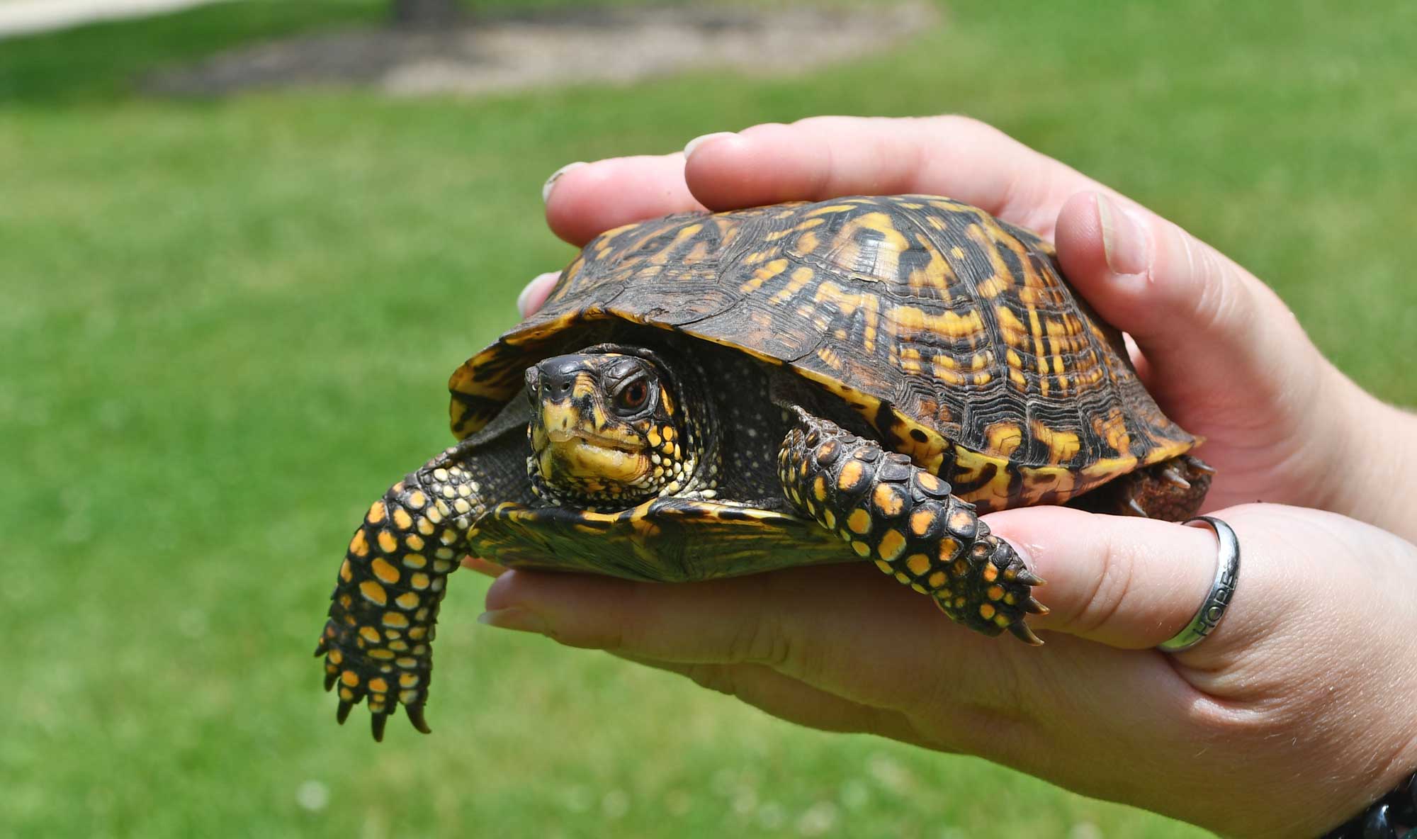 Hybrid turtle 'Theodorable' serves as warning: Don’t dump pets in preserves
