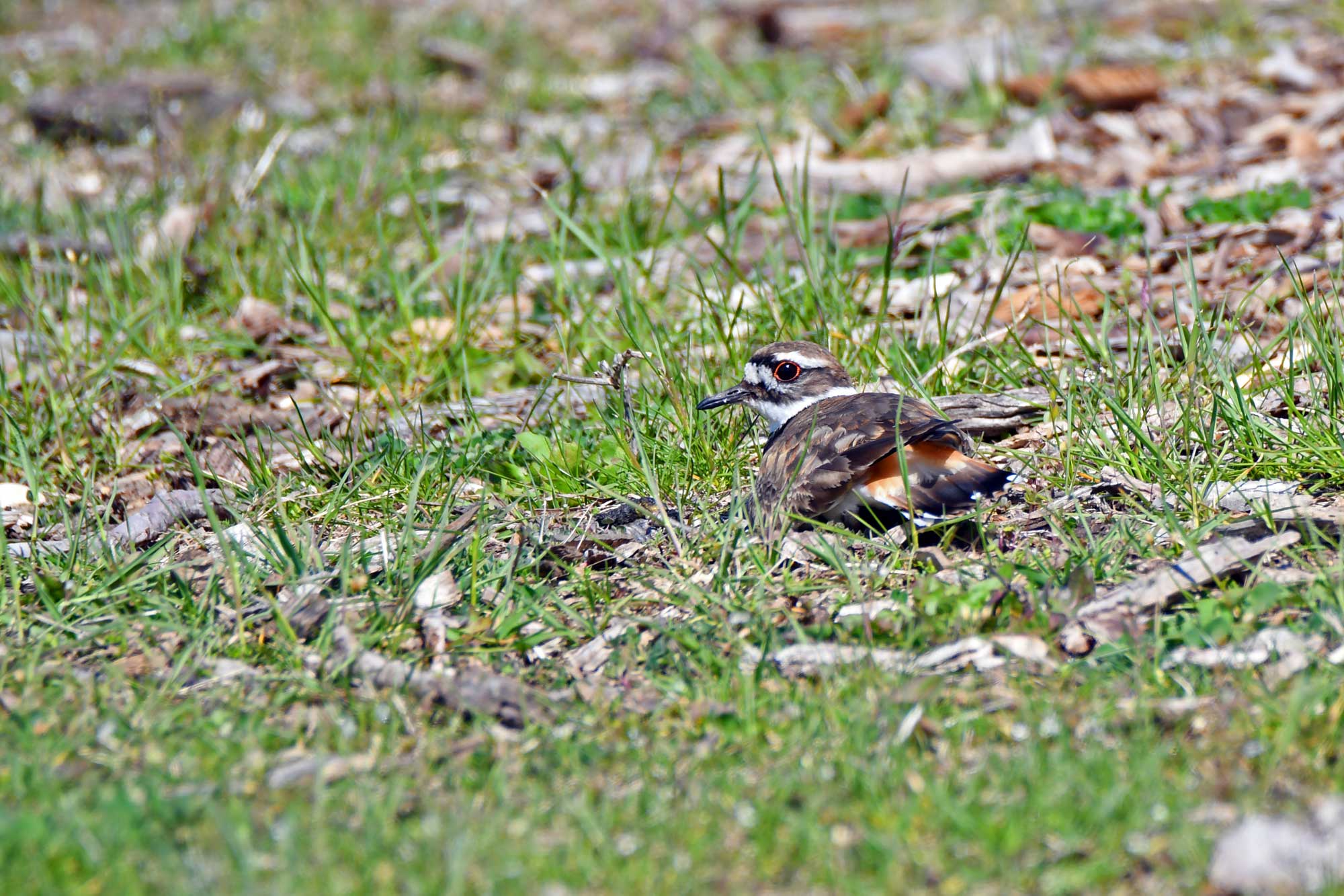 Killdeer sitting in grasses.