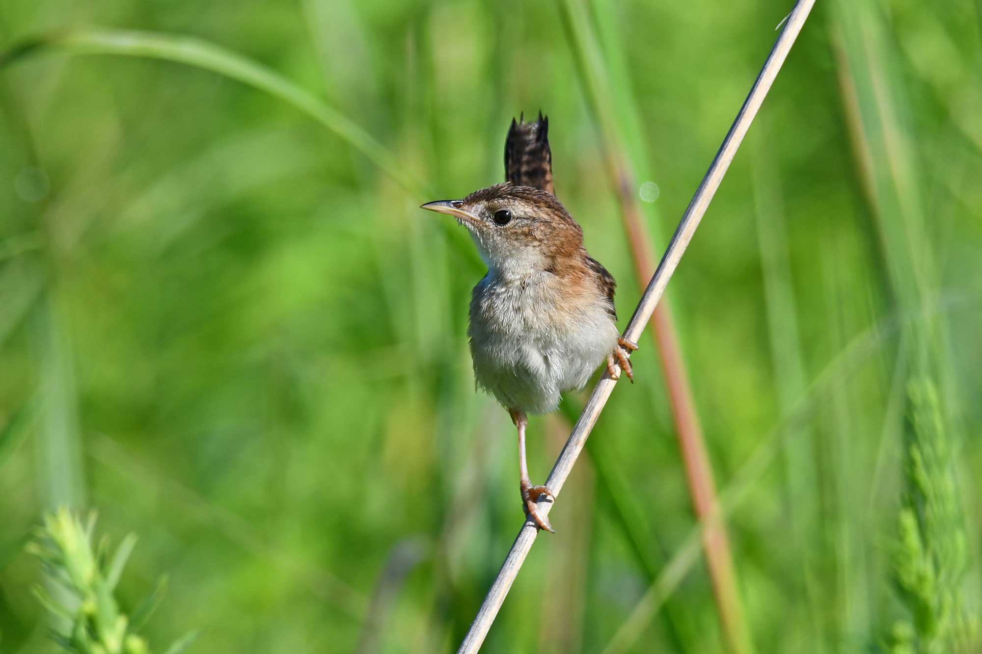 Marsh wren perched on vegetation.