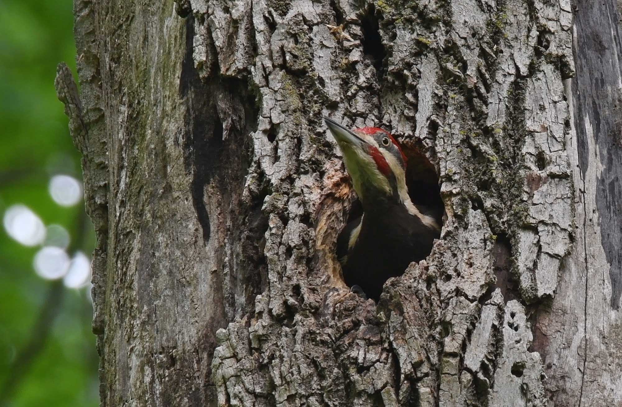 Pileated woodpecker poking its head out of a hole in a tree.