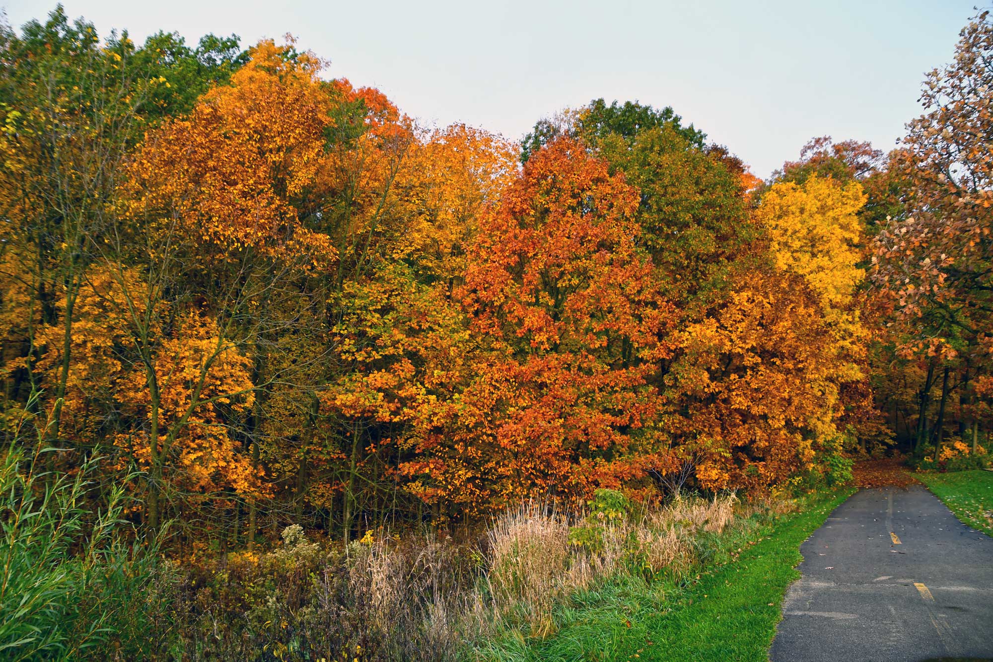 Paved trail next to fall colored trees.