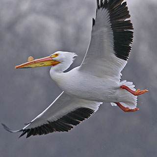 Pelicans flock to preserves