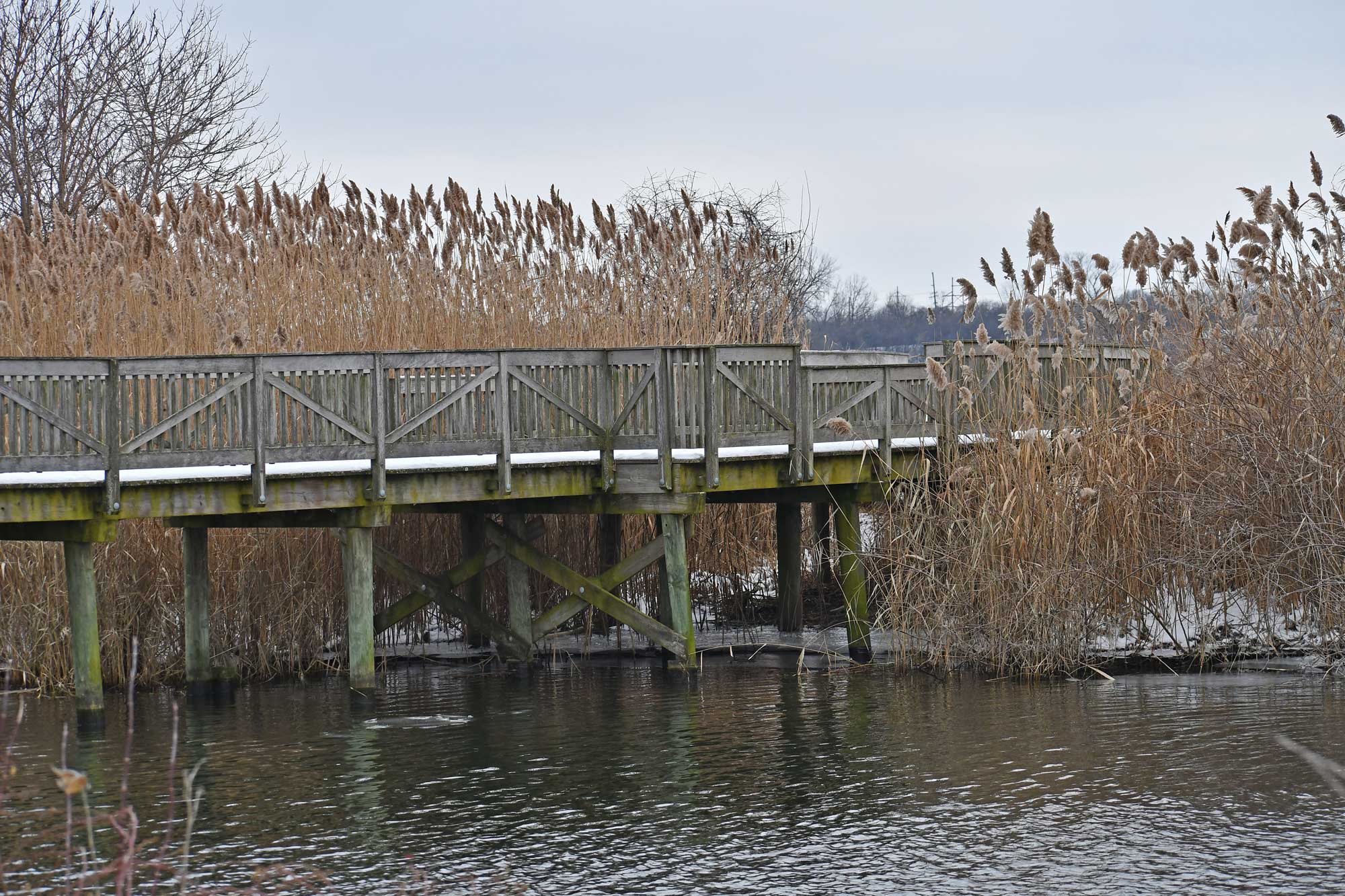 Boardwalk over water with vegetation on both sides.