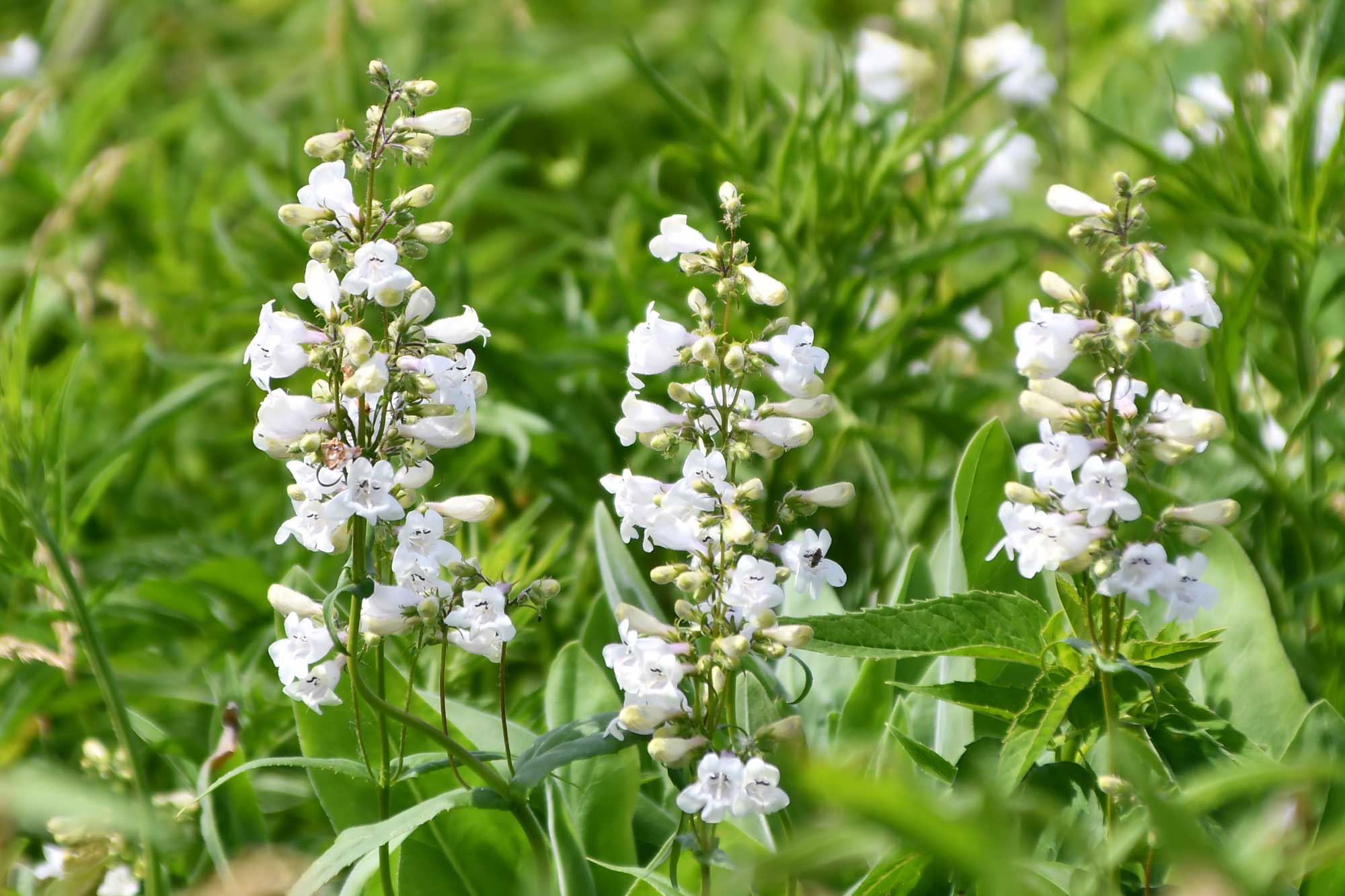 Foxglove beardtongue growing with white flower petals with vegetation in the background.