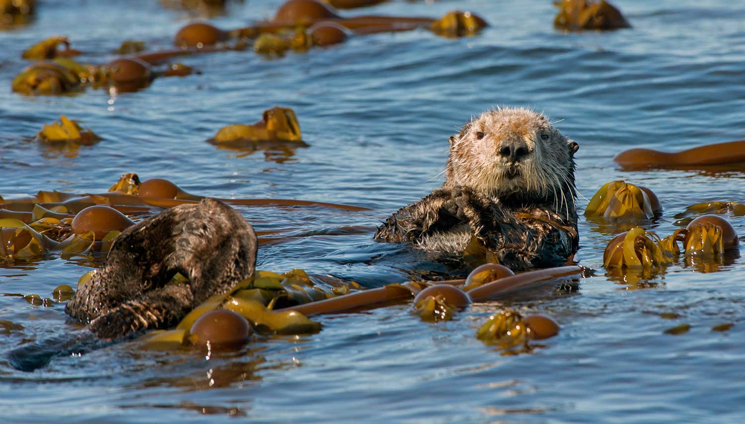 Wild Relatives: The sea otter