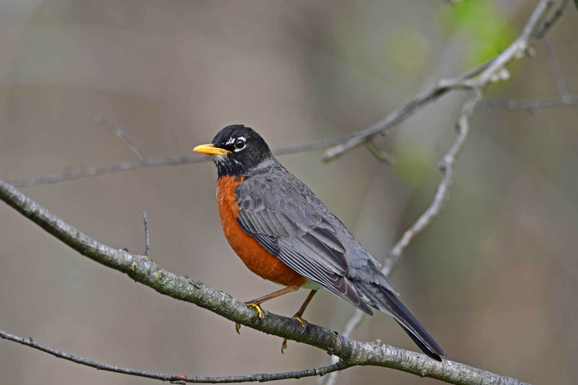 American robin perched on a branch.