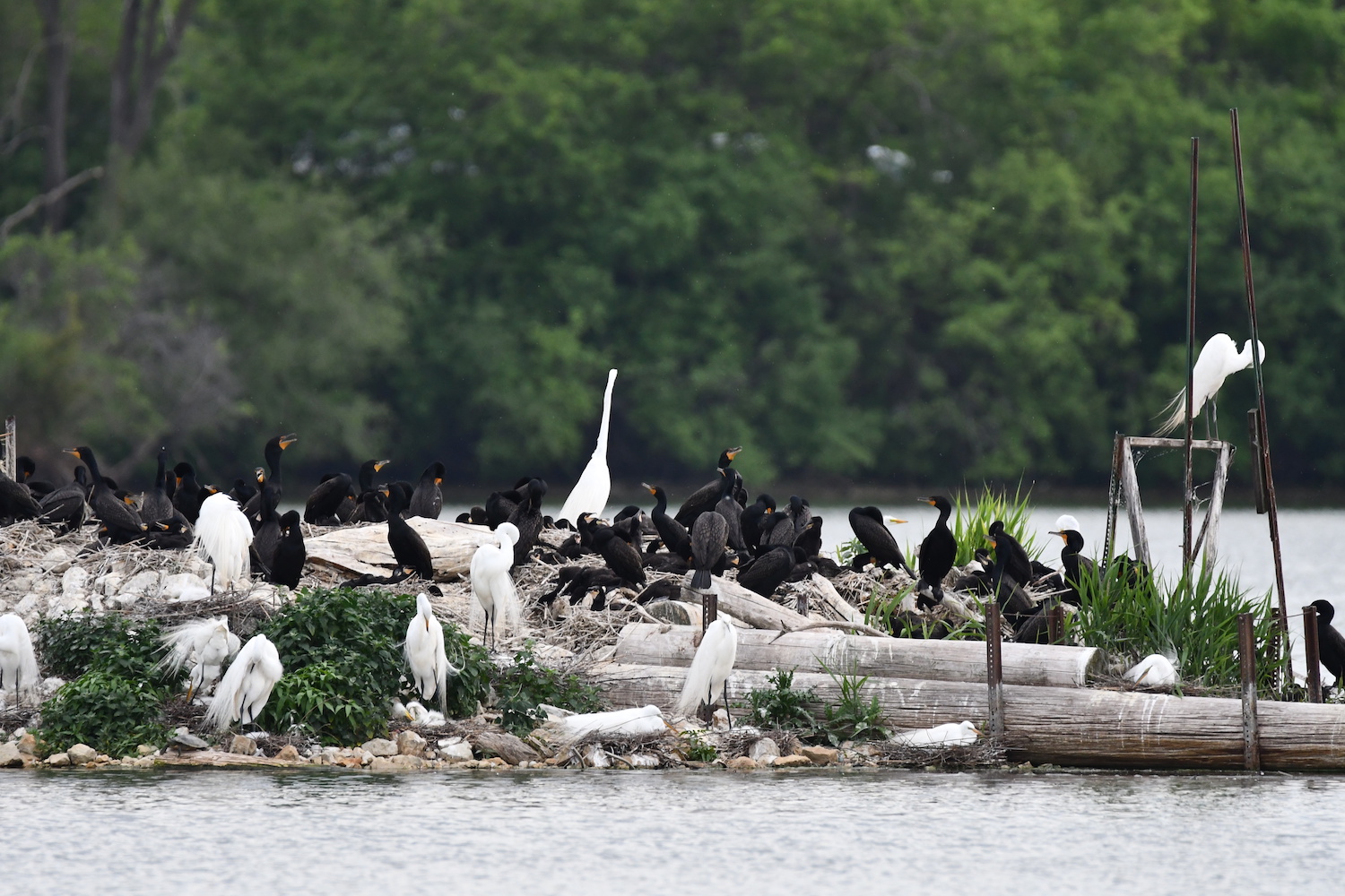 A mixture of great egrets and double-crested cormorants at rest on a rocky outcrop in the water. There are more than 20 birds in all.