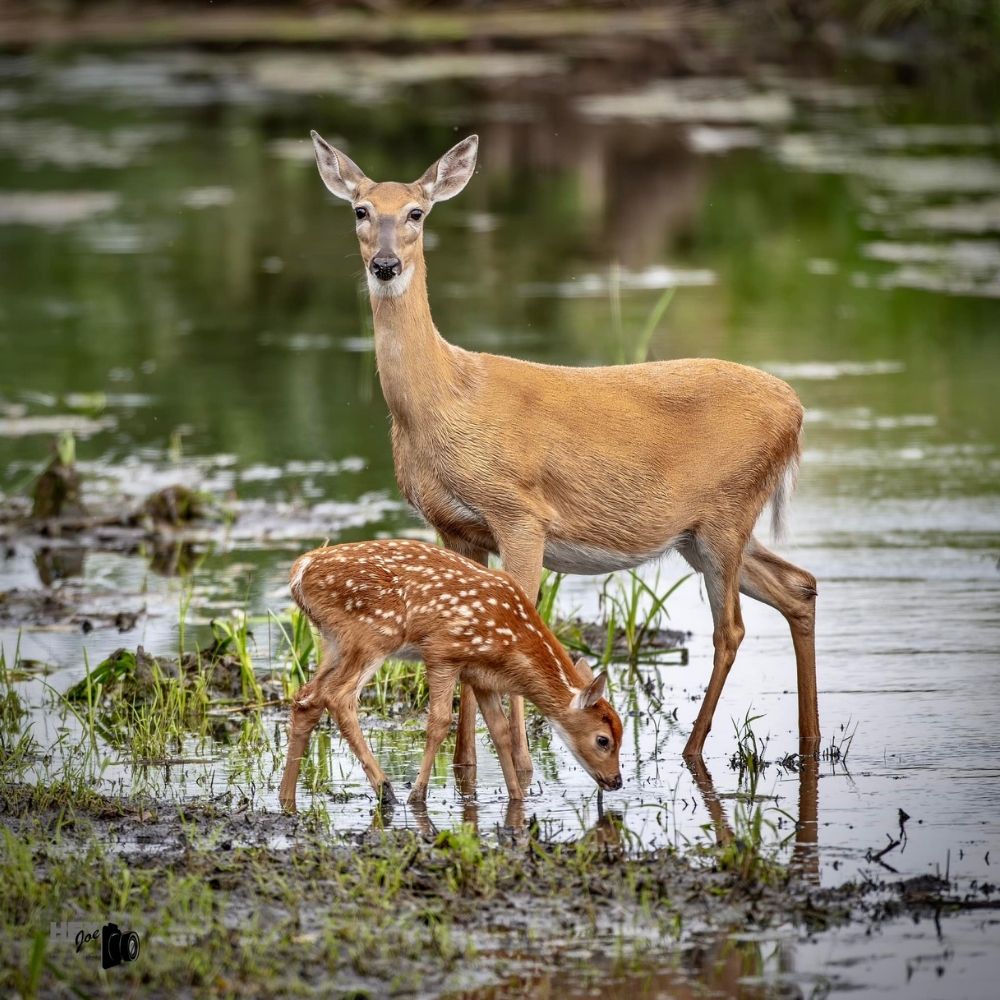 A doe and her spotted fawn stand in shallow wetland water surrounded by marsh grasses.