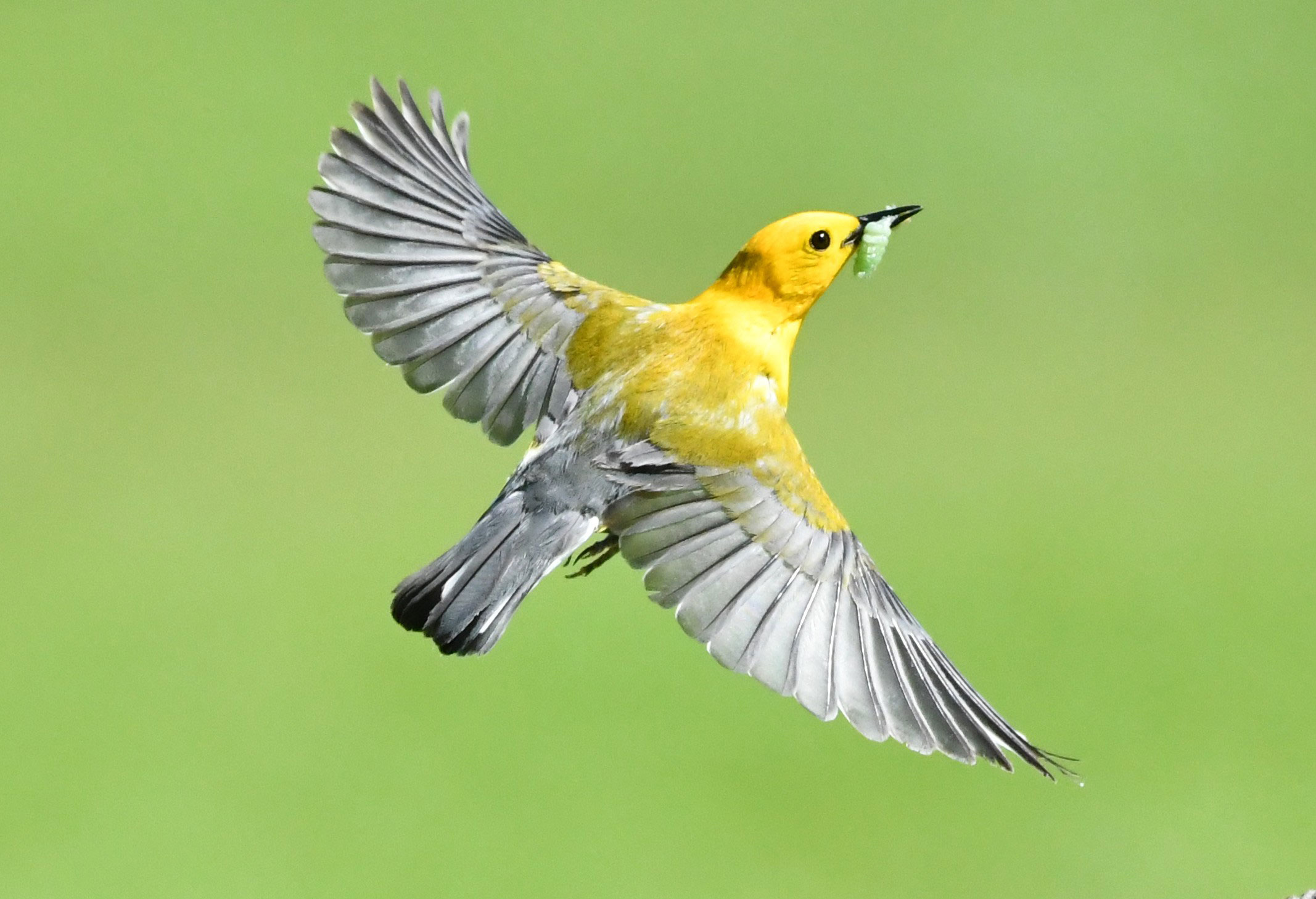 a bird flying with a bug in its beak