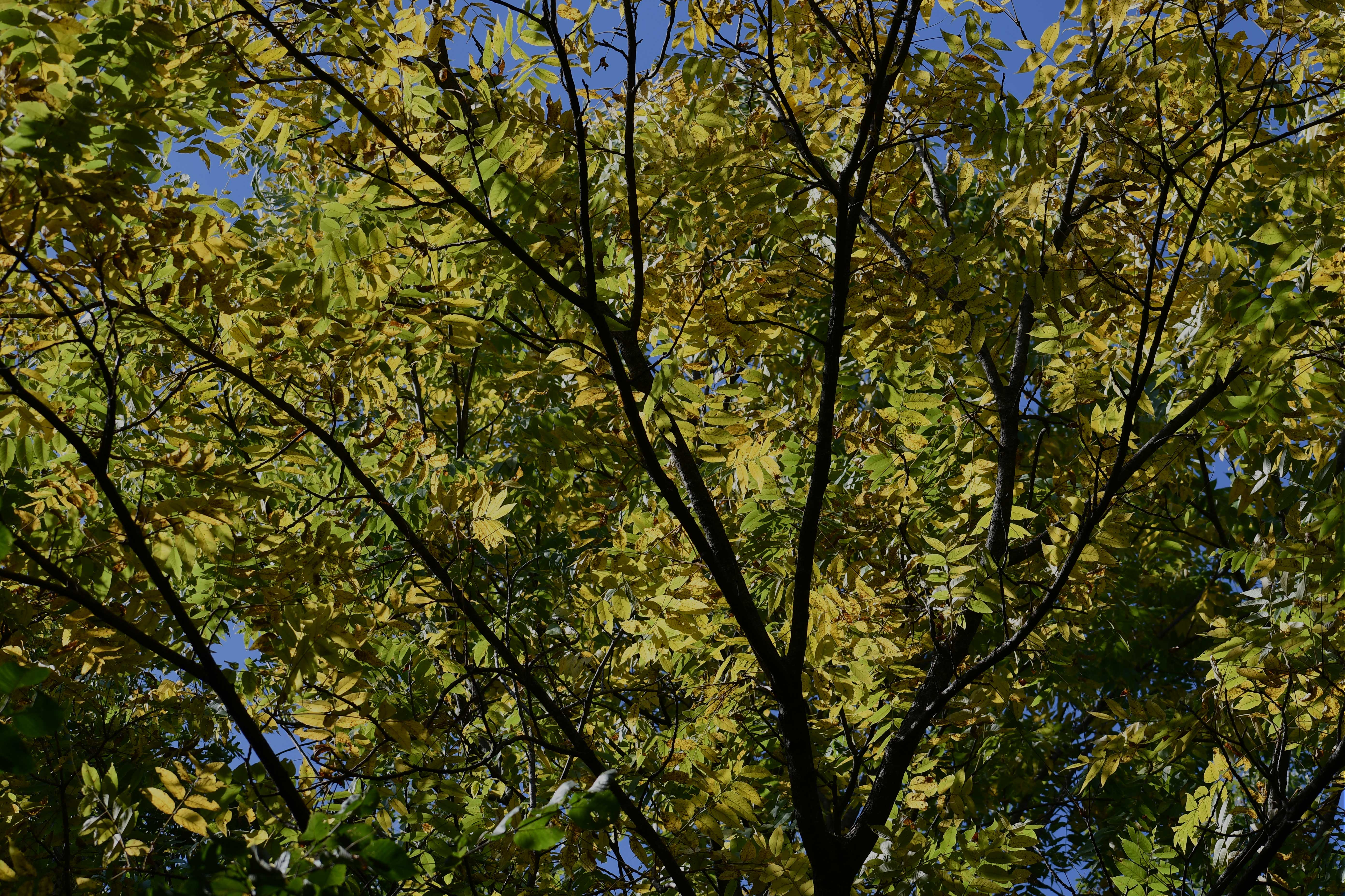 Sunlight filters through the canopy of a tree with yellowing green leaves during early autumn, set against a clear blue sky.