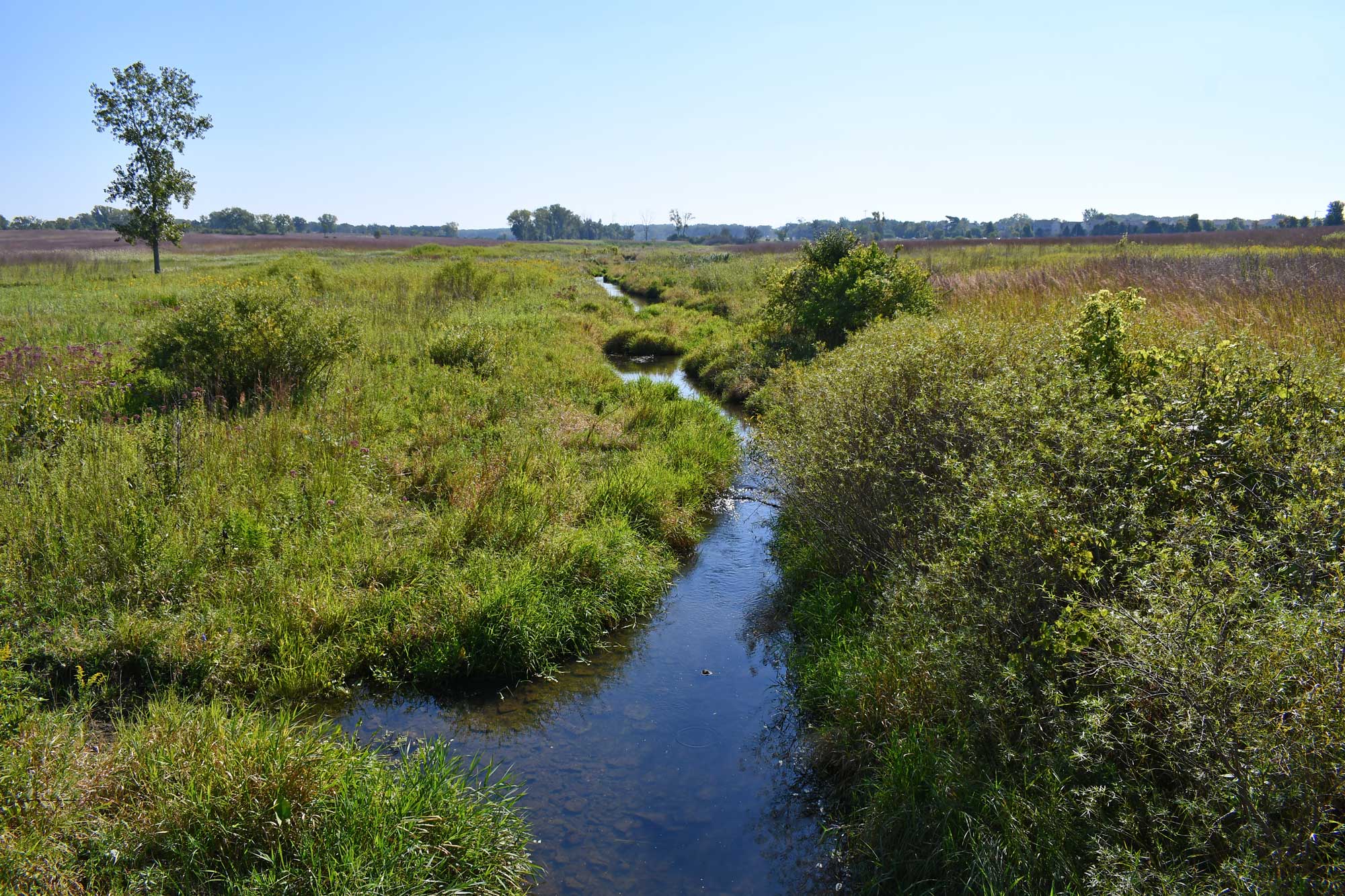 Creek lined by grasses and vegetation.