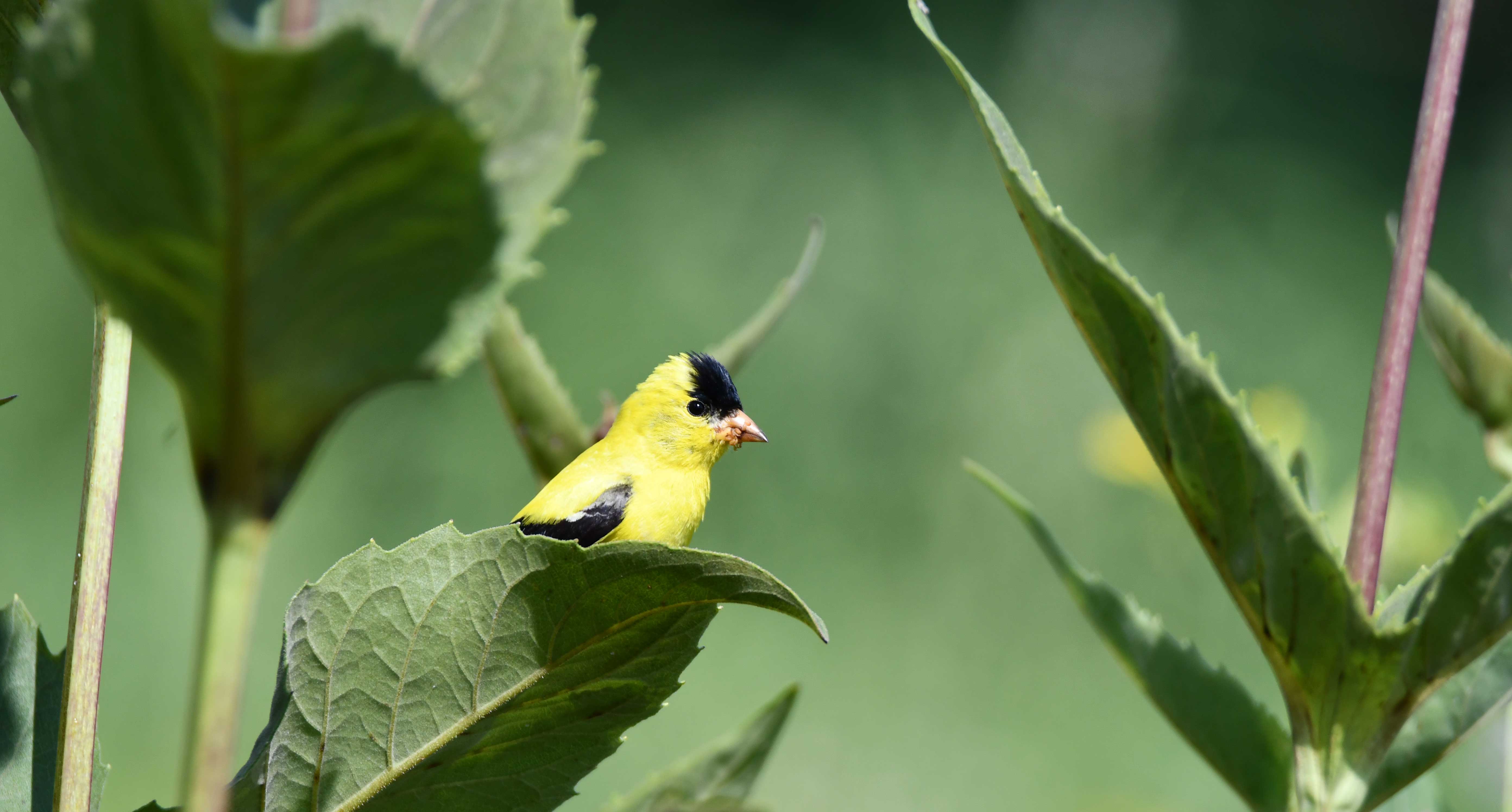A bright yellow American Goldfinch with a black cap and wings perched on a large green leaf, surrounded by tall, leafy vegetation with a soft green background.