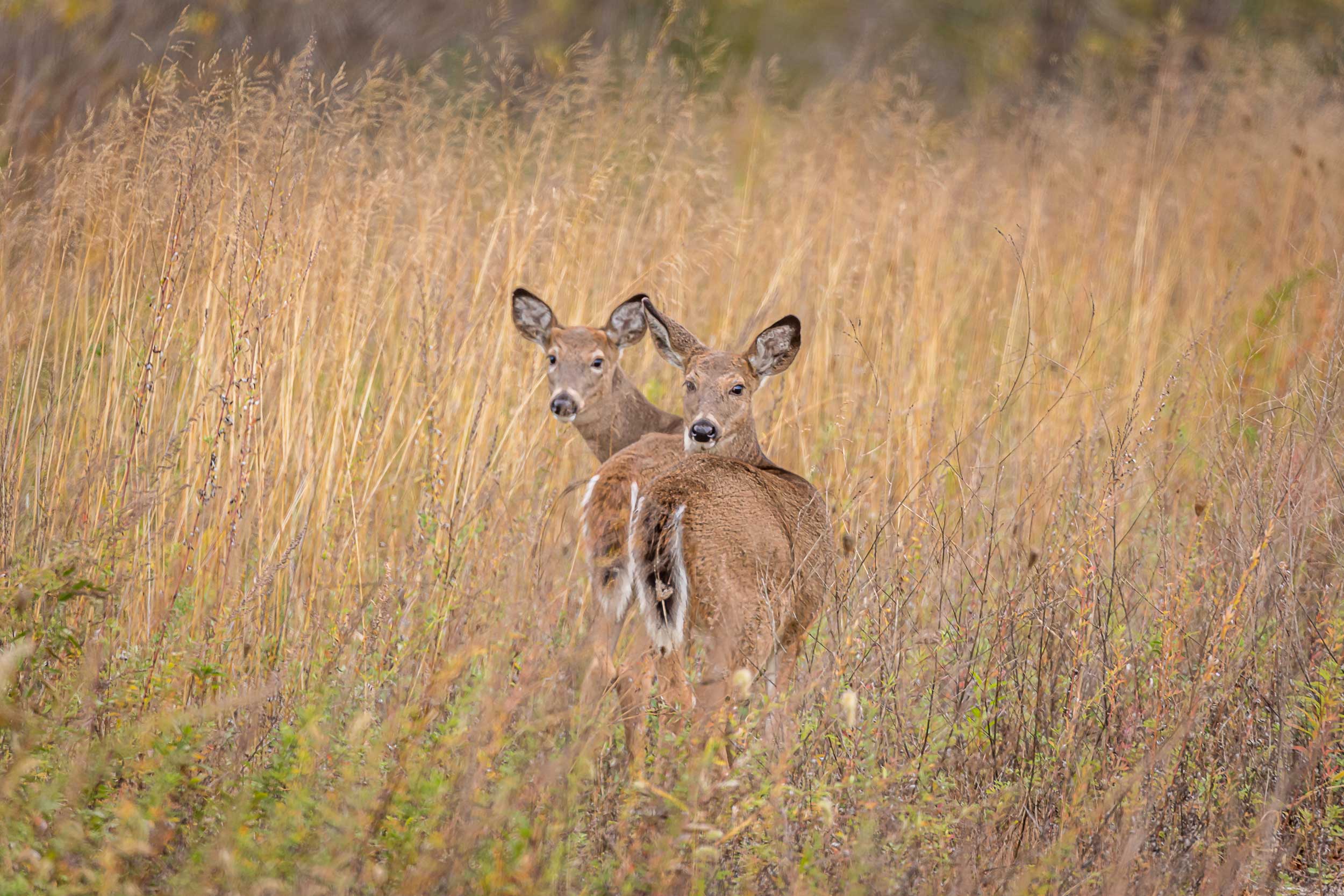 Two deer looking at the camera in a prairie.