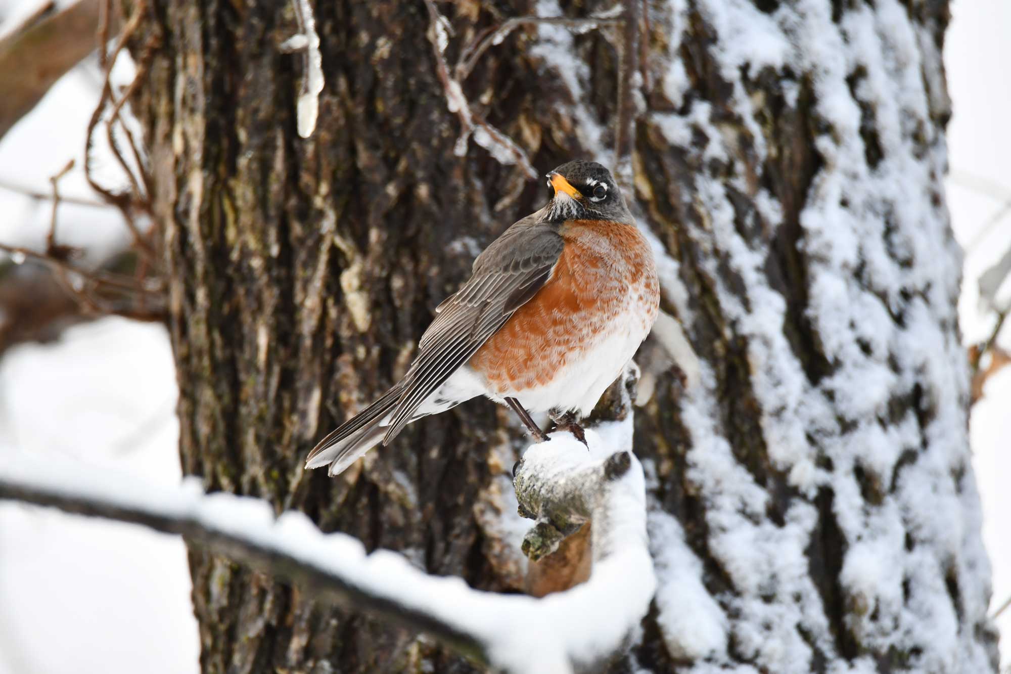 American robin perched on a snow covered branch with a tree in the background.