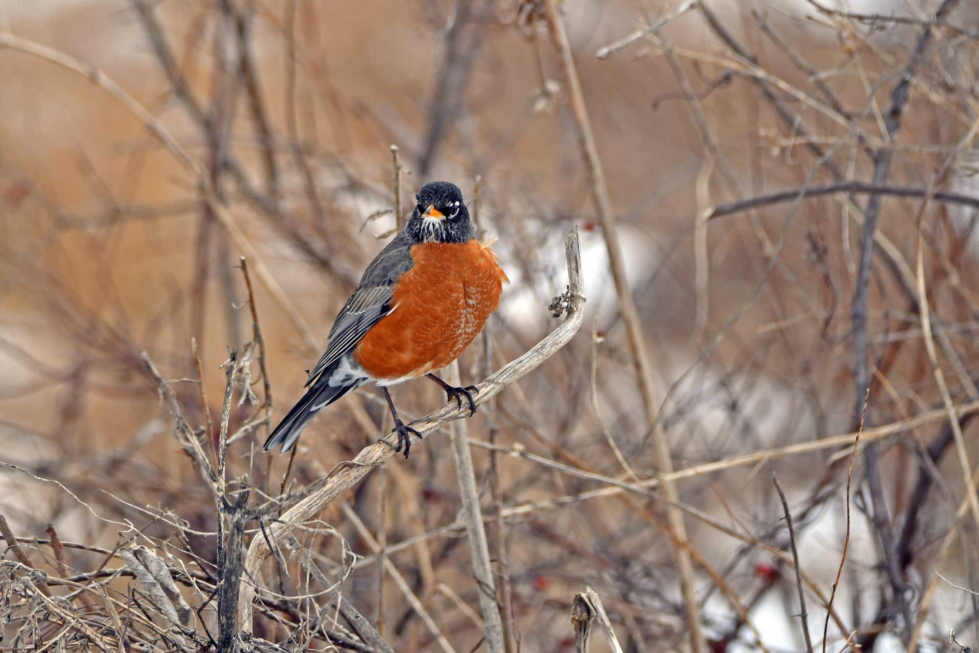 American robin perched on a branch with vegetation in the background.
