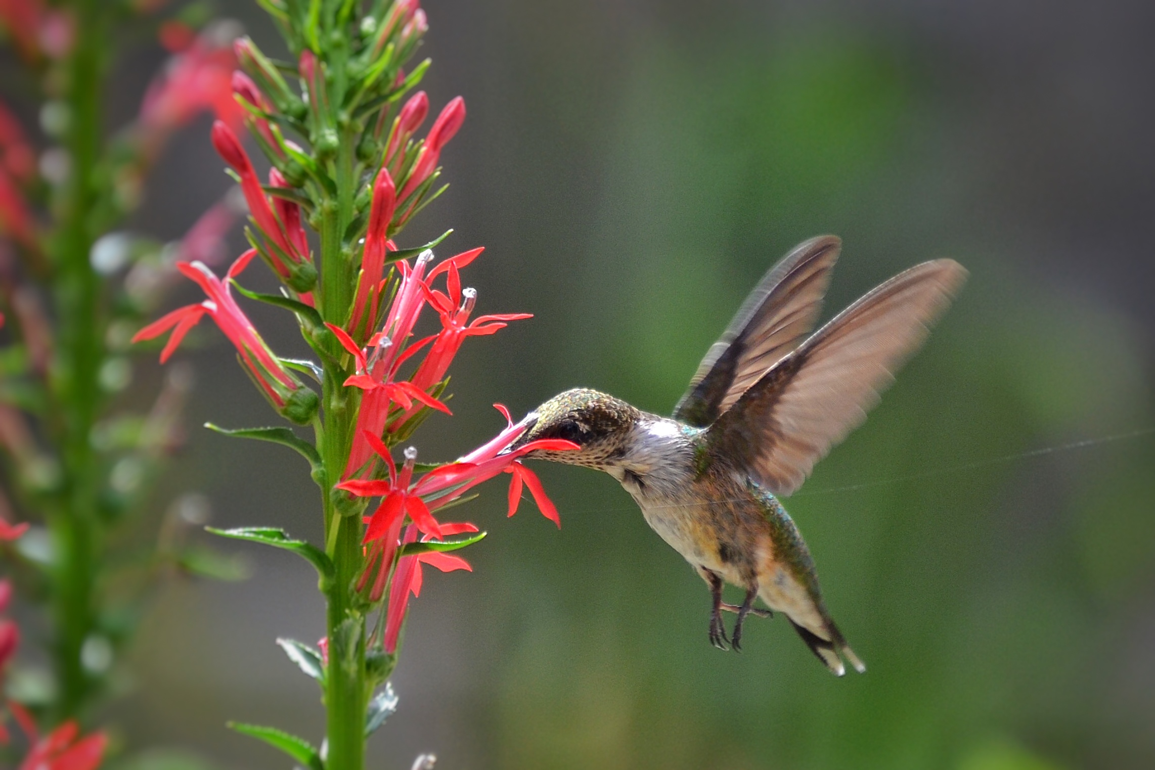 A hummingbird hovering in flight with its bill in a red flower. 