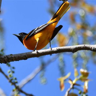 Orioles are a sweet spring treat