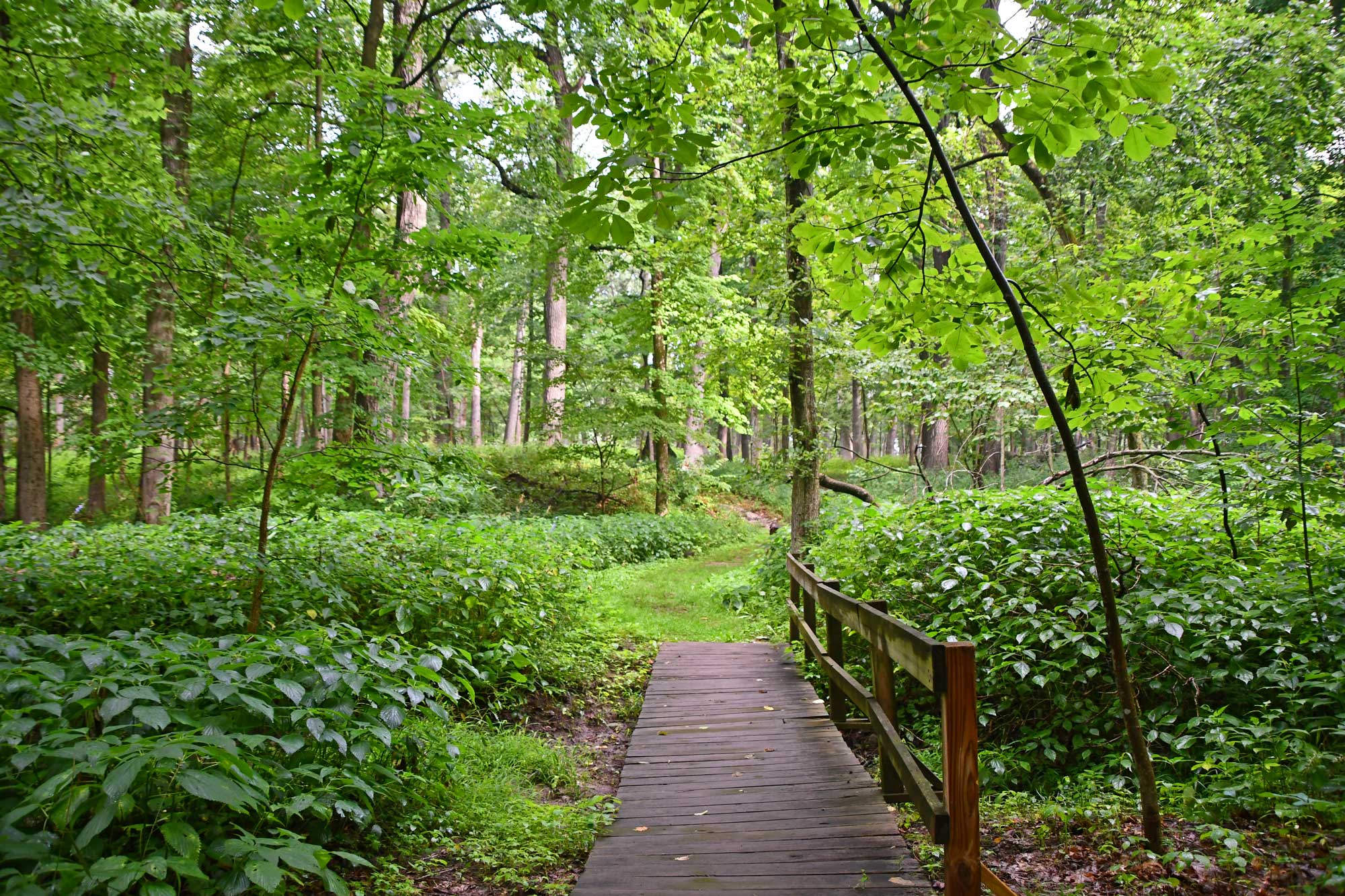 Wooden walking bridge with natural trail, vegetation, and trees in the background.