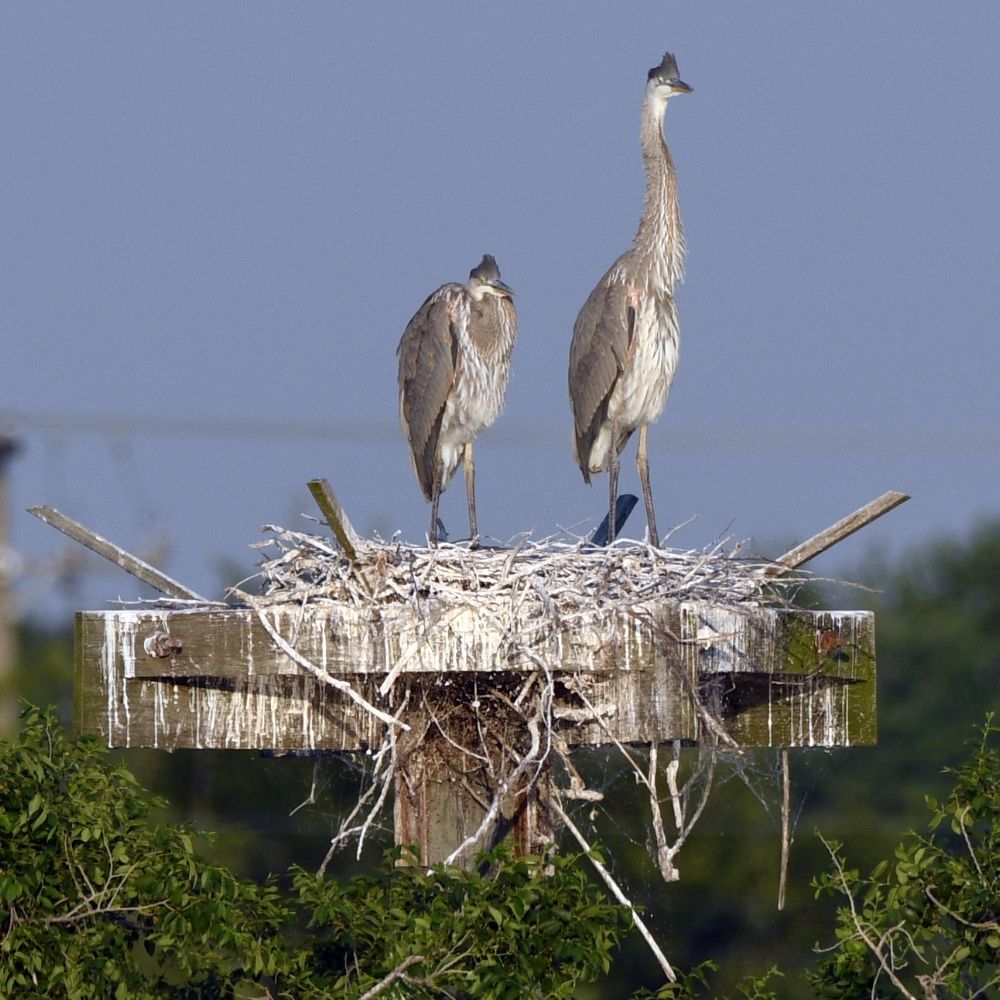 Two herons stand on a large stick nest built atop a wooden platform, surrounded by greenery under a clear blue sky.