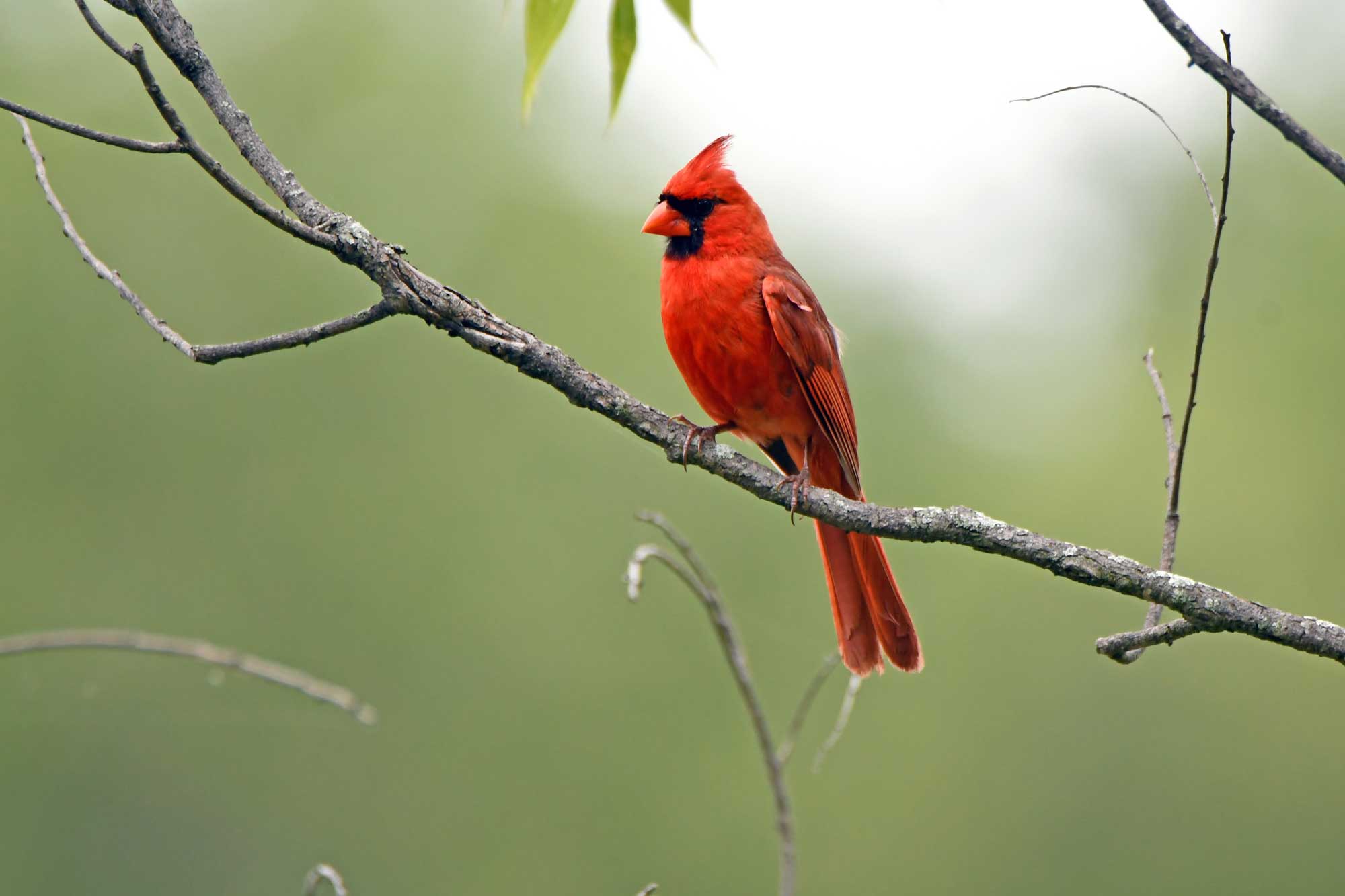 Northern cardinal perched on a branch.
