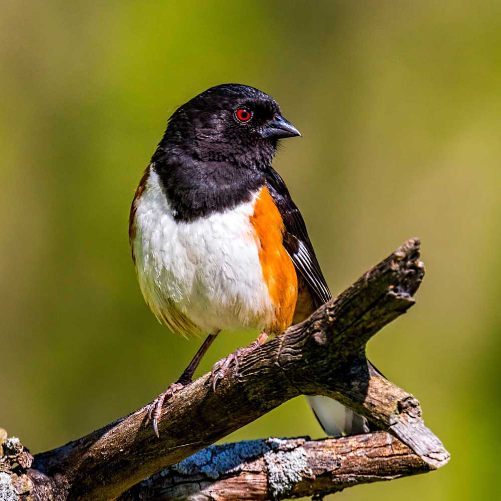 Name that tune: Learn to identify common bird songs
