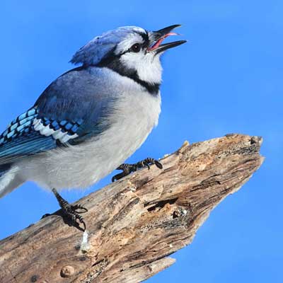 The backyard birds of Will County