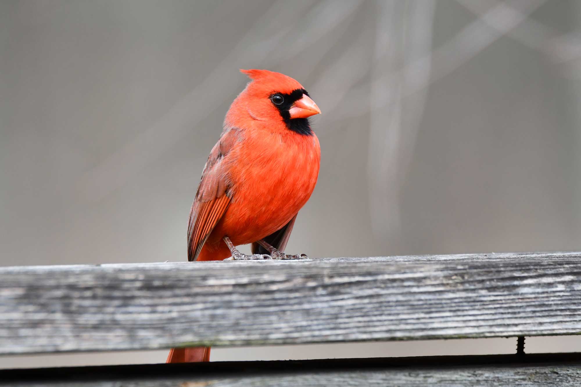 Northern cardinal perched on a wooden post.