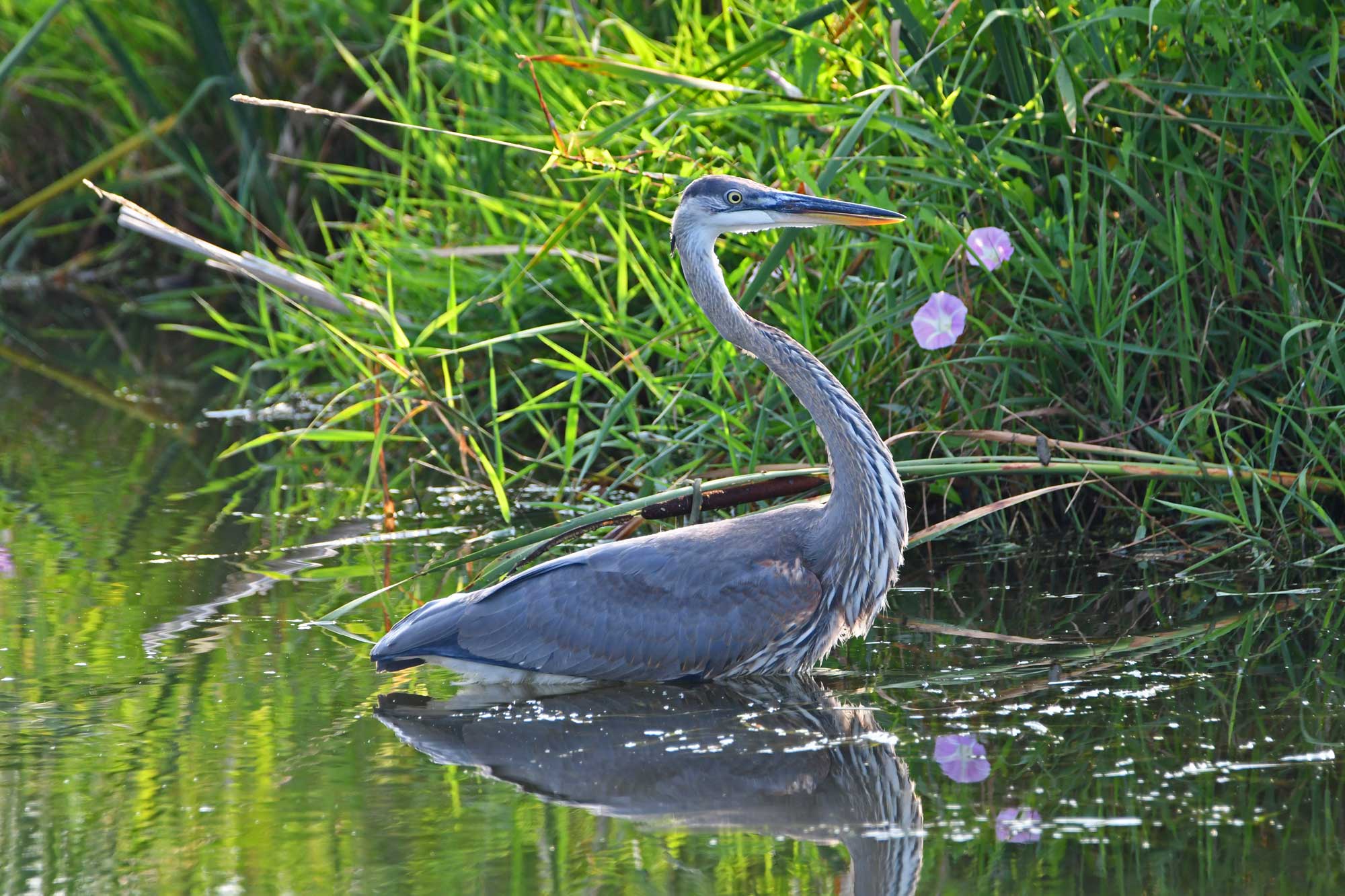 Great blue heron standing in water with vegetation in the background.