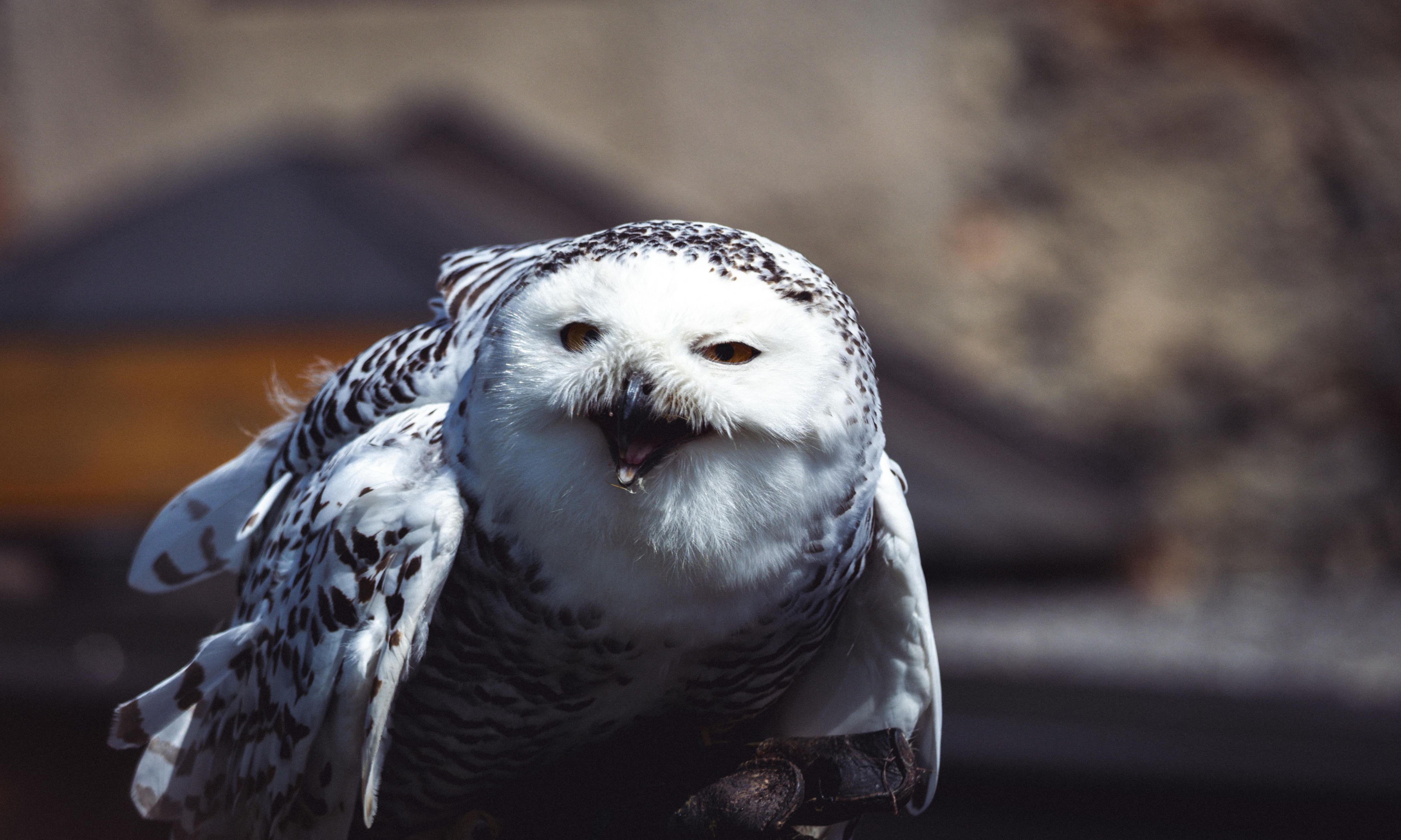 A snowy owl with white plumage speckled in dark markings sits with its wings slightly spread. Its beak is open as if calling, and its bright golden eyes appear partially squinted. 