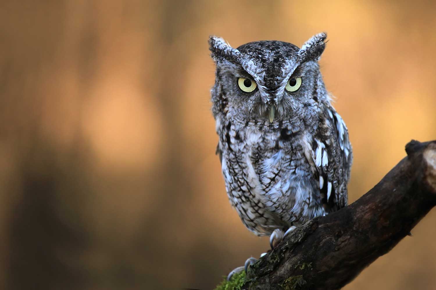 Creature feature: The compact screech owl | Forest Preserve District of  Will County