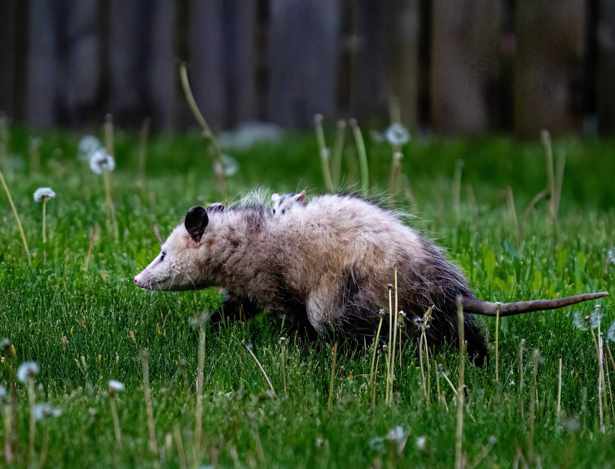 An opossum on the ground