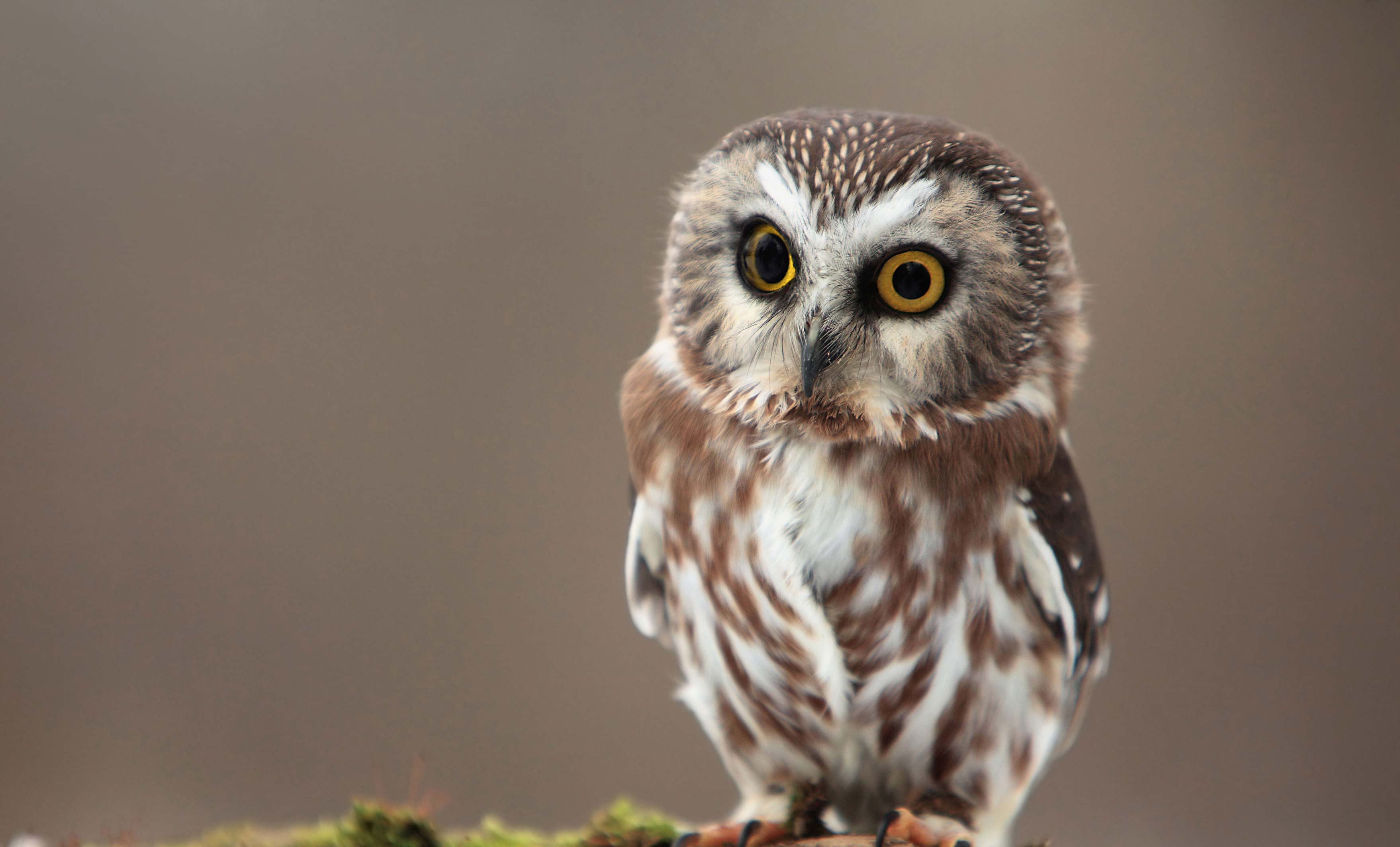 A northern saw-whet owl.