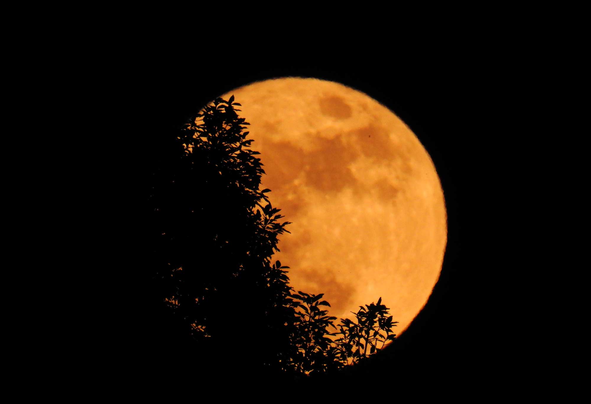 A yellow-orange full moon peeking out from behind leafy tree branches.