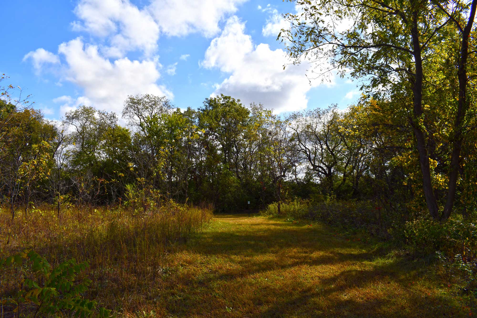 A mowed path in the grass with trees in the background.