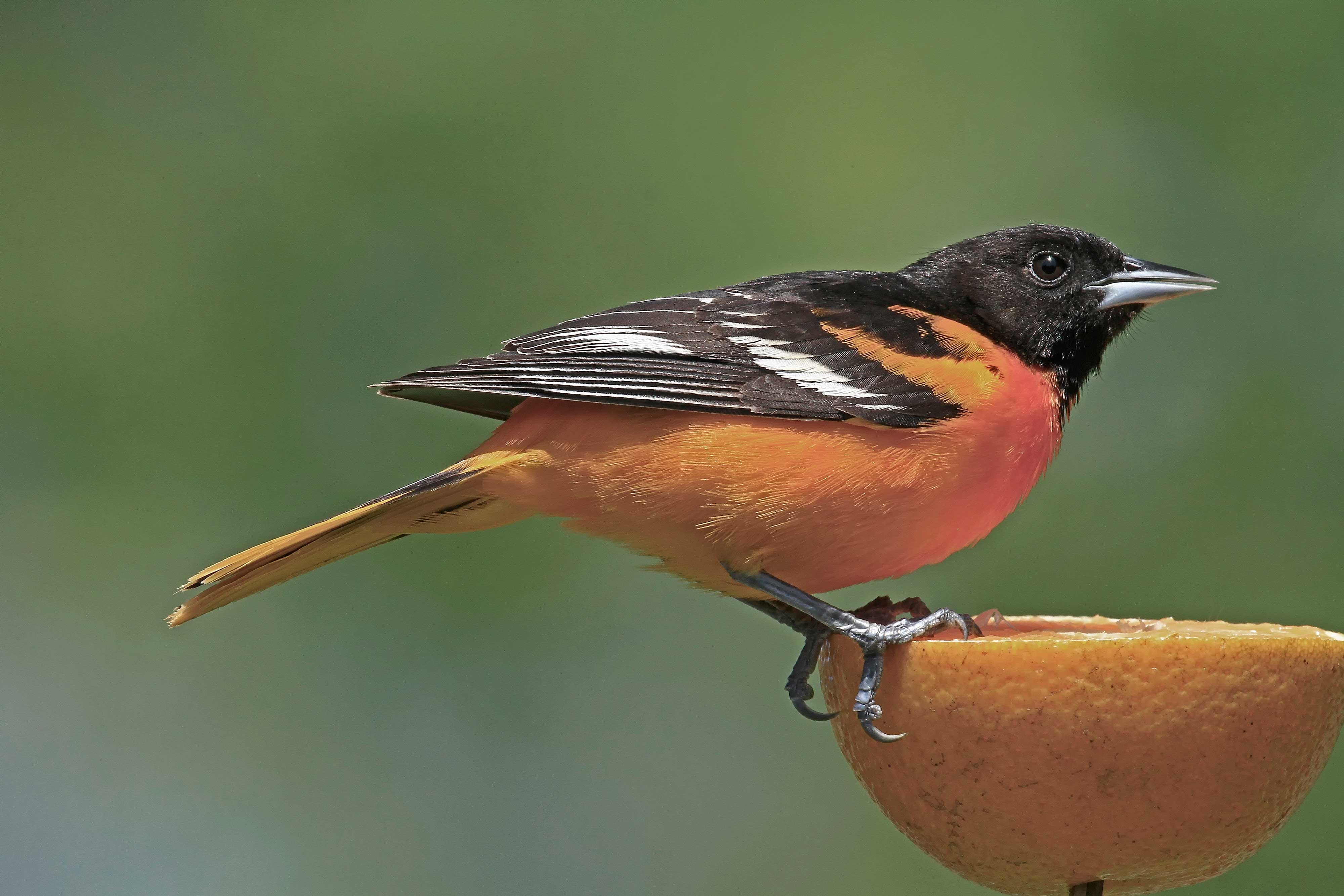 BaltimoreOriole-PalosHills-IL-3853byPaulDacko.jpg