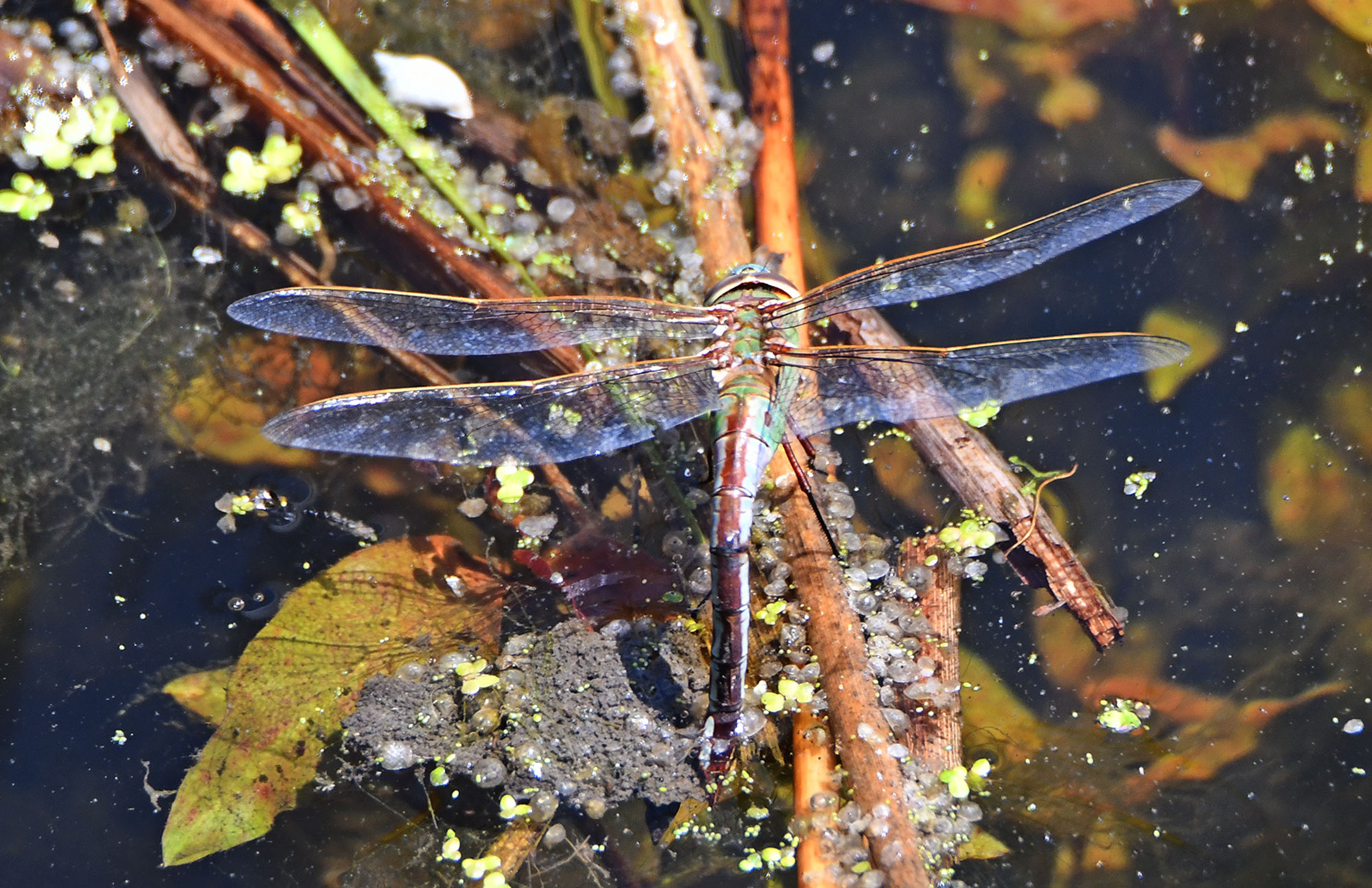 The common green darner.