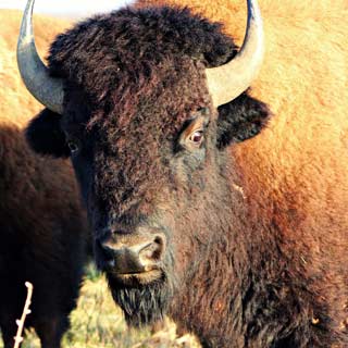 Survival stories: Animals back from the brink
