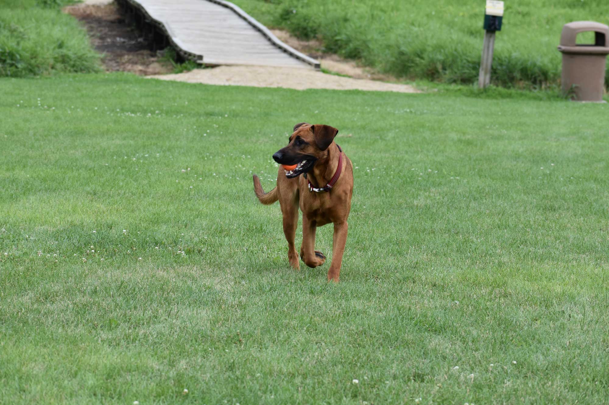 Dog walking with toy in its mouth with small bridge in the background.