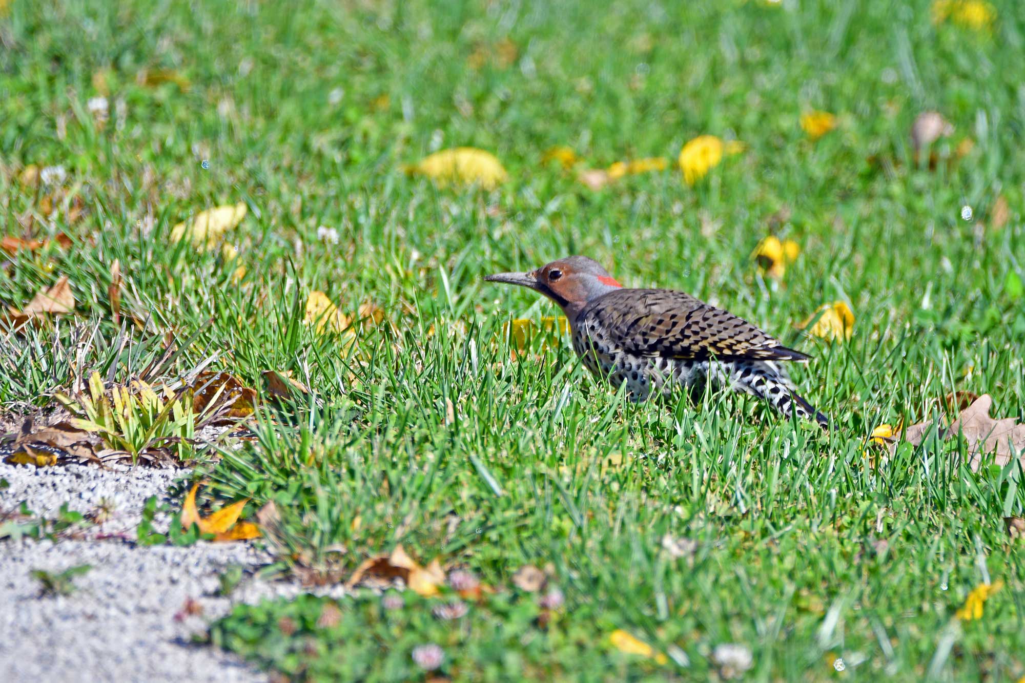 Northern flicker standing in grass.