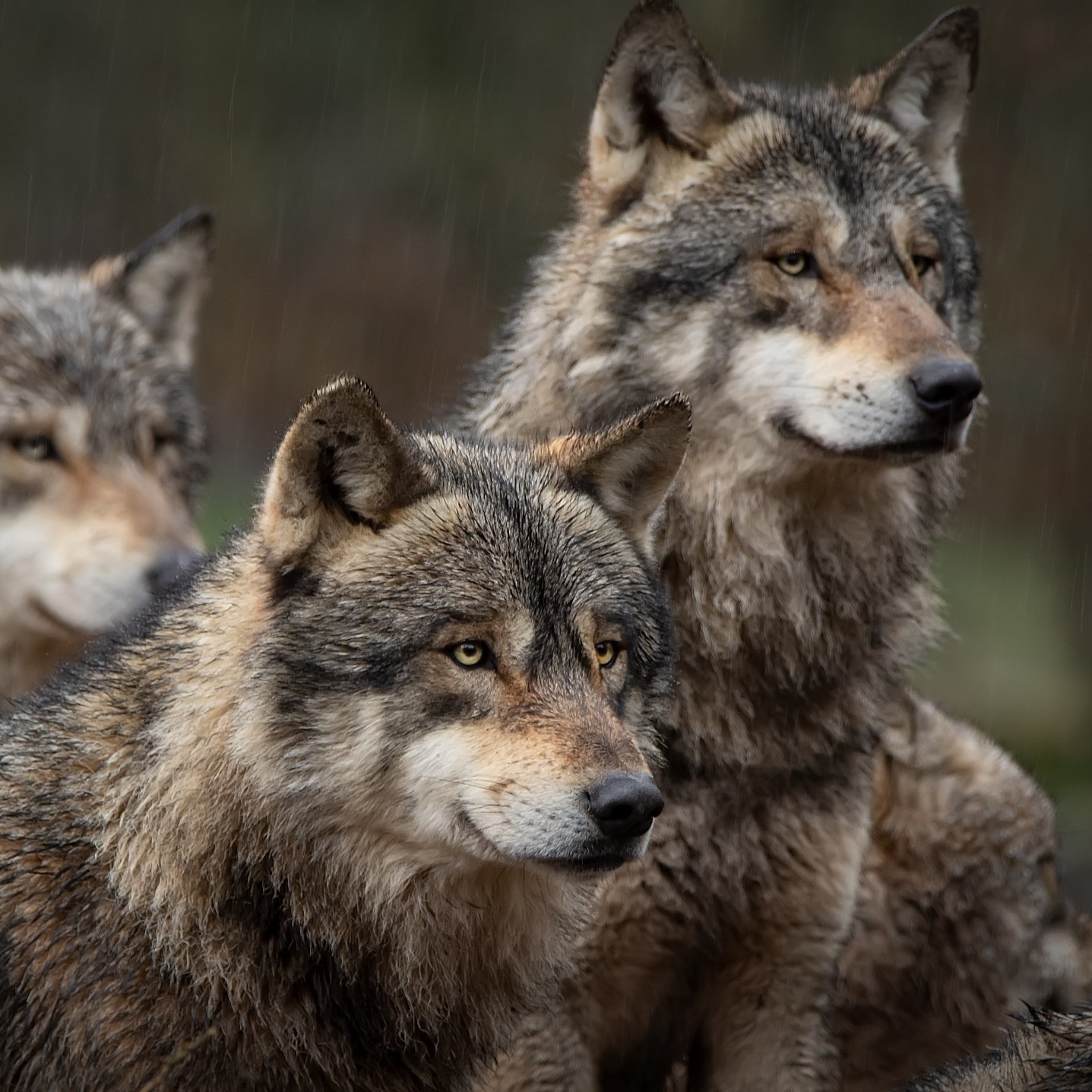 Animals of our recent past